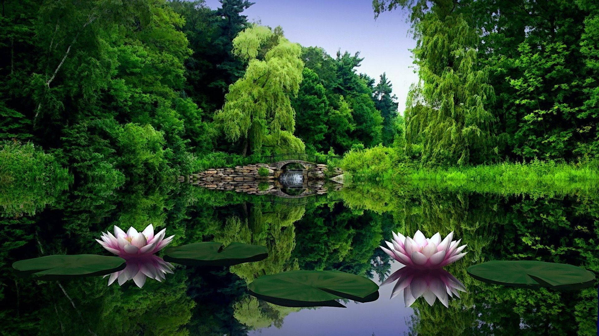 1920x1080 فل ایچ ڈی نیچر واٹر للی وال پیپر