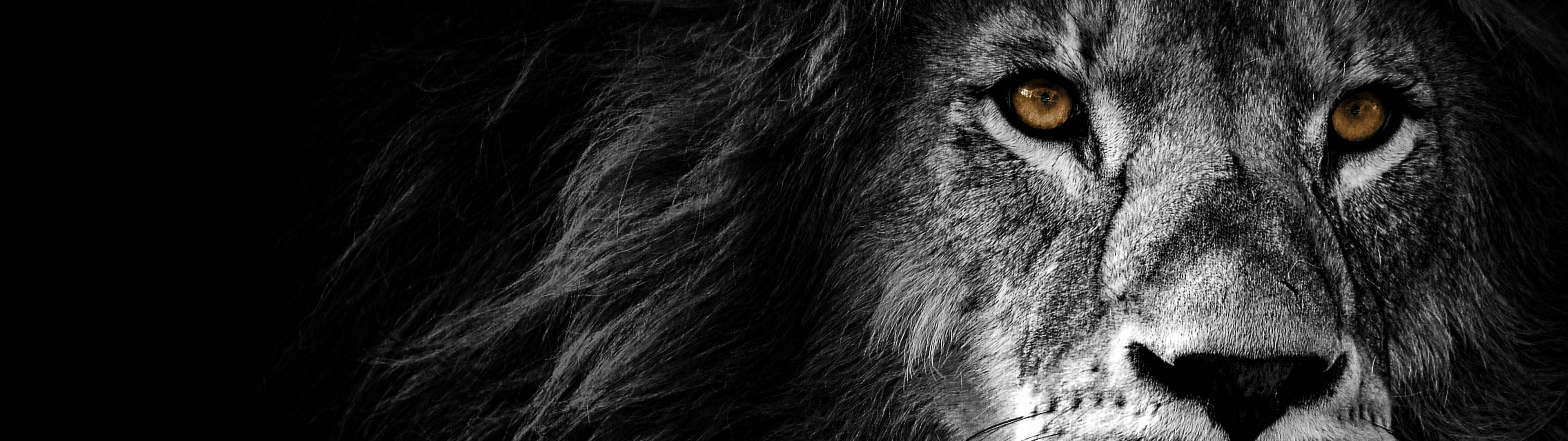 3840x1080 4K شیر سنہری آنکھیں وال پیپر