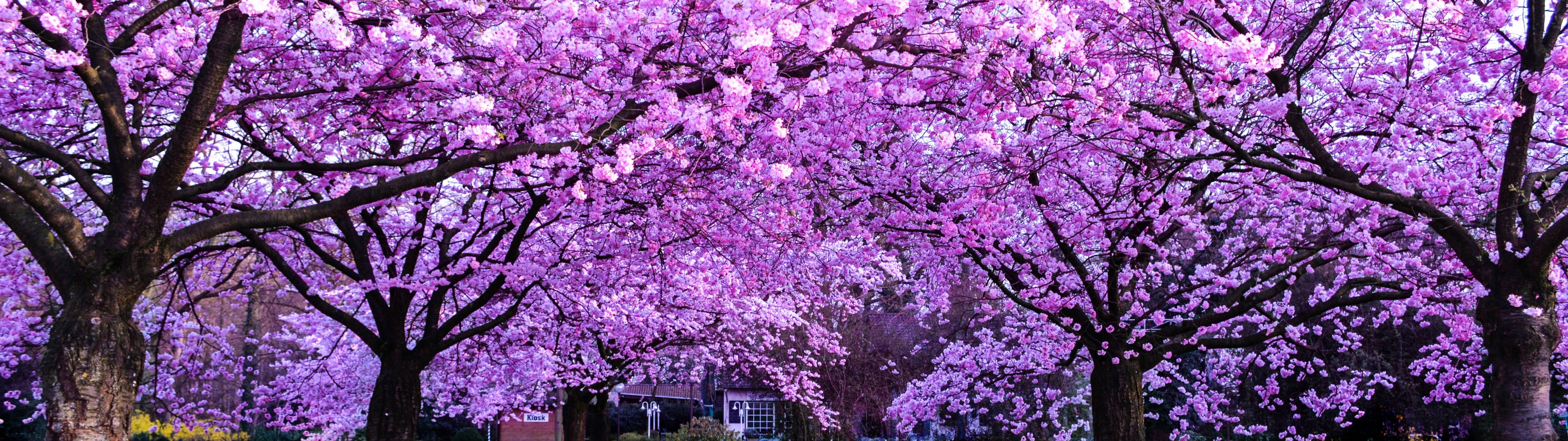 3840x1080 4K چیری بلاسم کے درخت وال پیپر