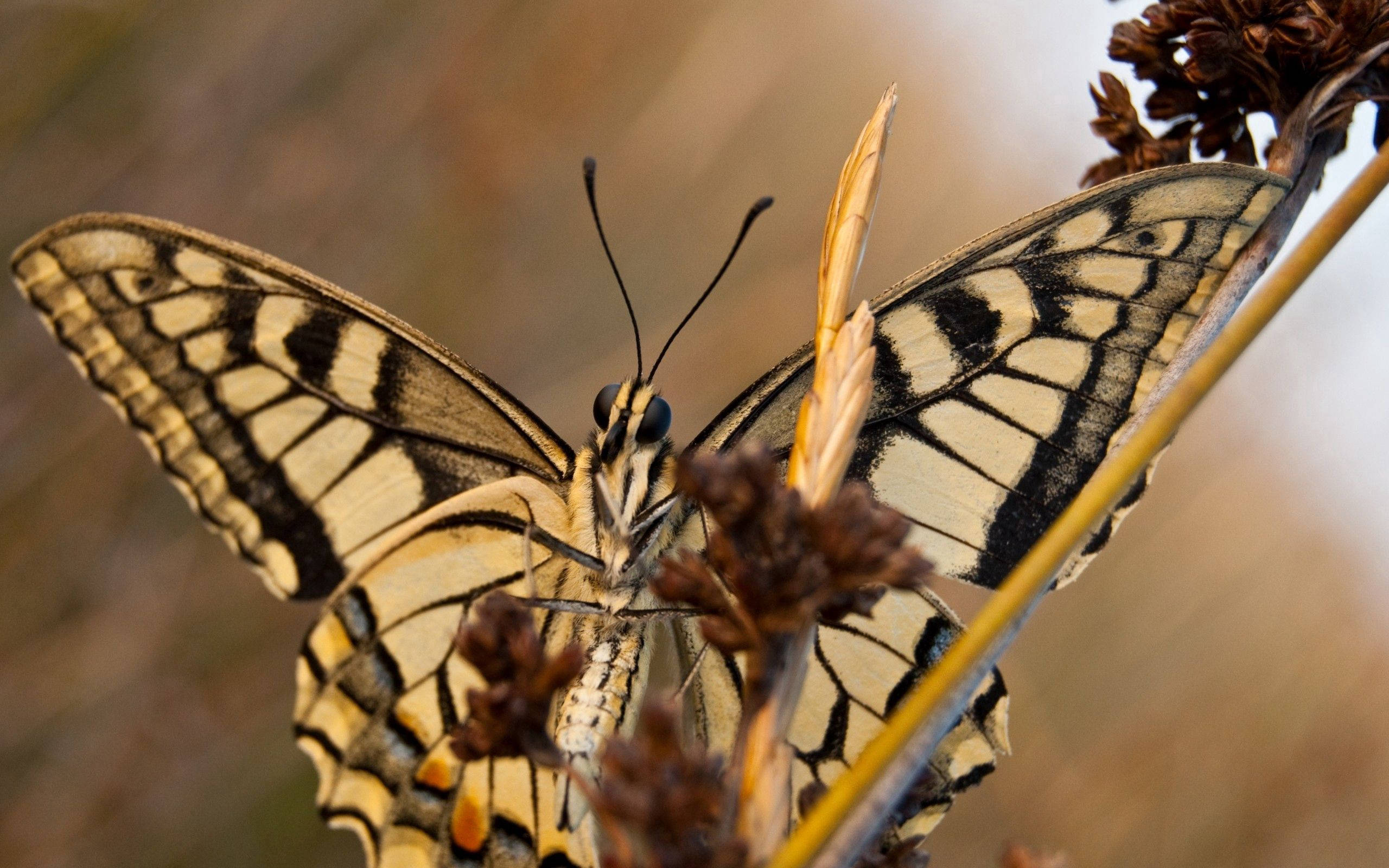 چمکدار اور جرات مند سیاہ پیلے رنگ کی swallowtail تتلی وال پیپر