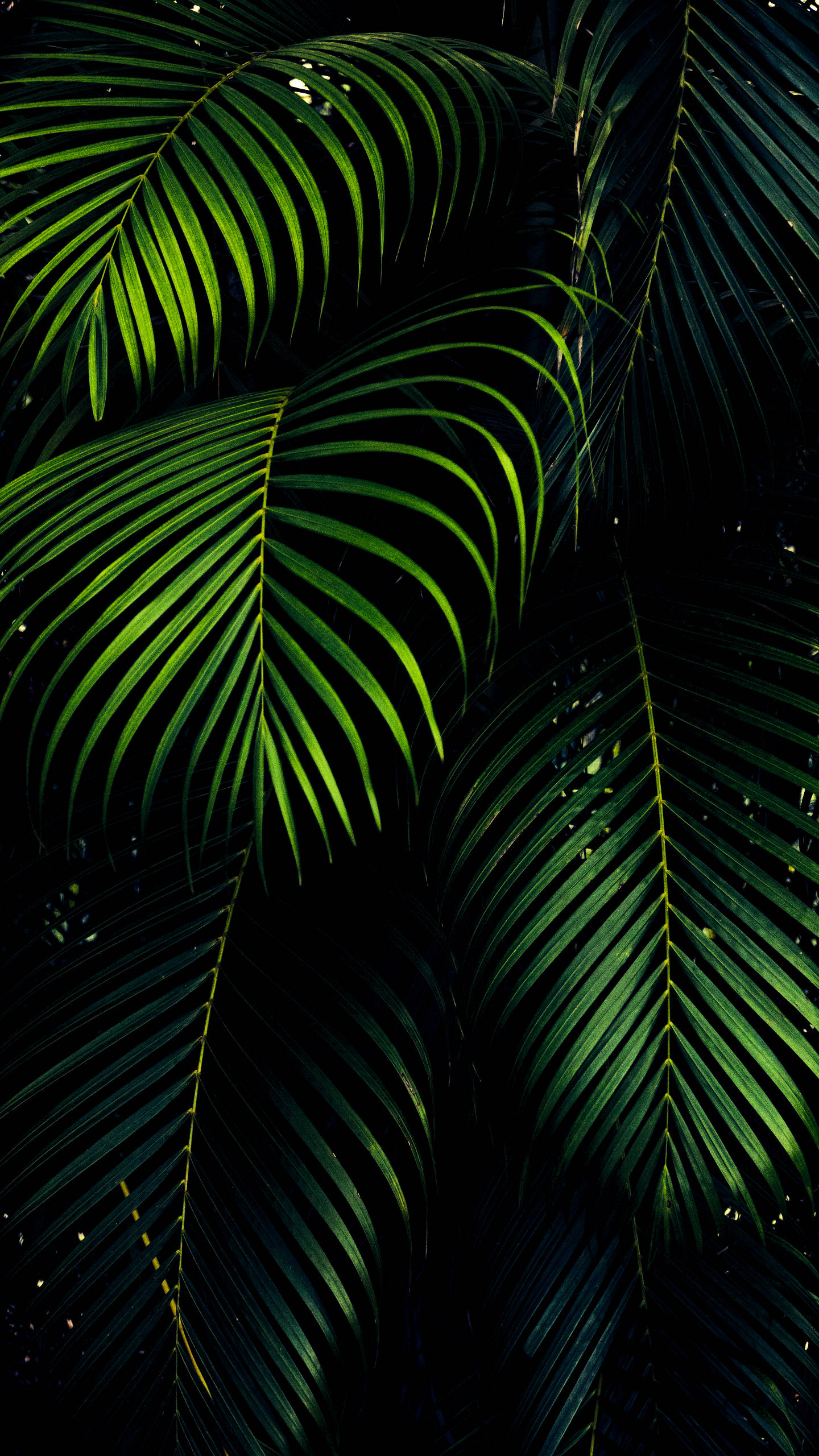 آئی فون XS Max OLED 3D کھجور کے پتے وال پیپر