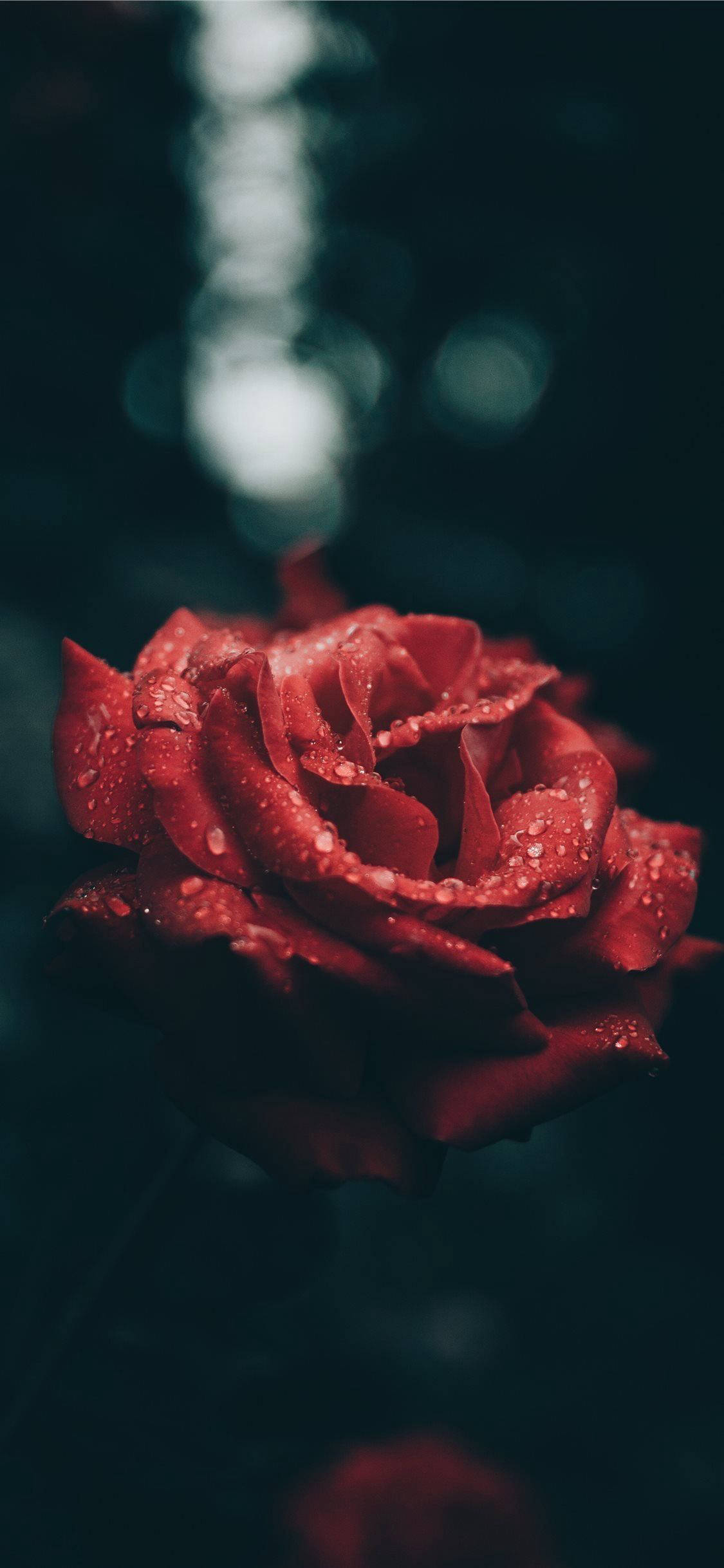 آئی فون کے لیے خوبصورت سرخ گلاب وال پیپر