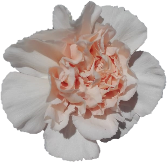 آڑو رنگ کا کارنیشن پھول کھلتا ہوا وال پیپر