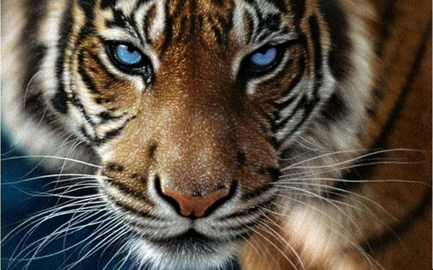 اپنے قدرتی مسکن میں شاندار جنگلی شیر وال پیپر