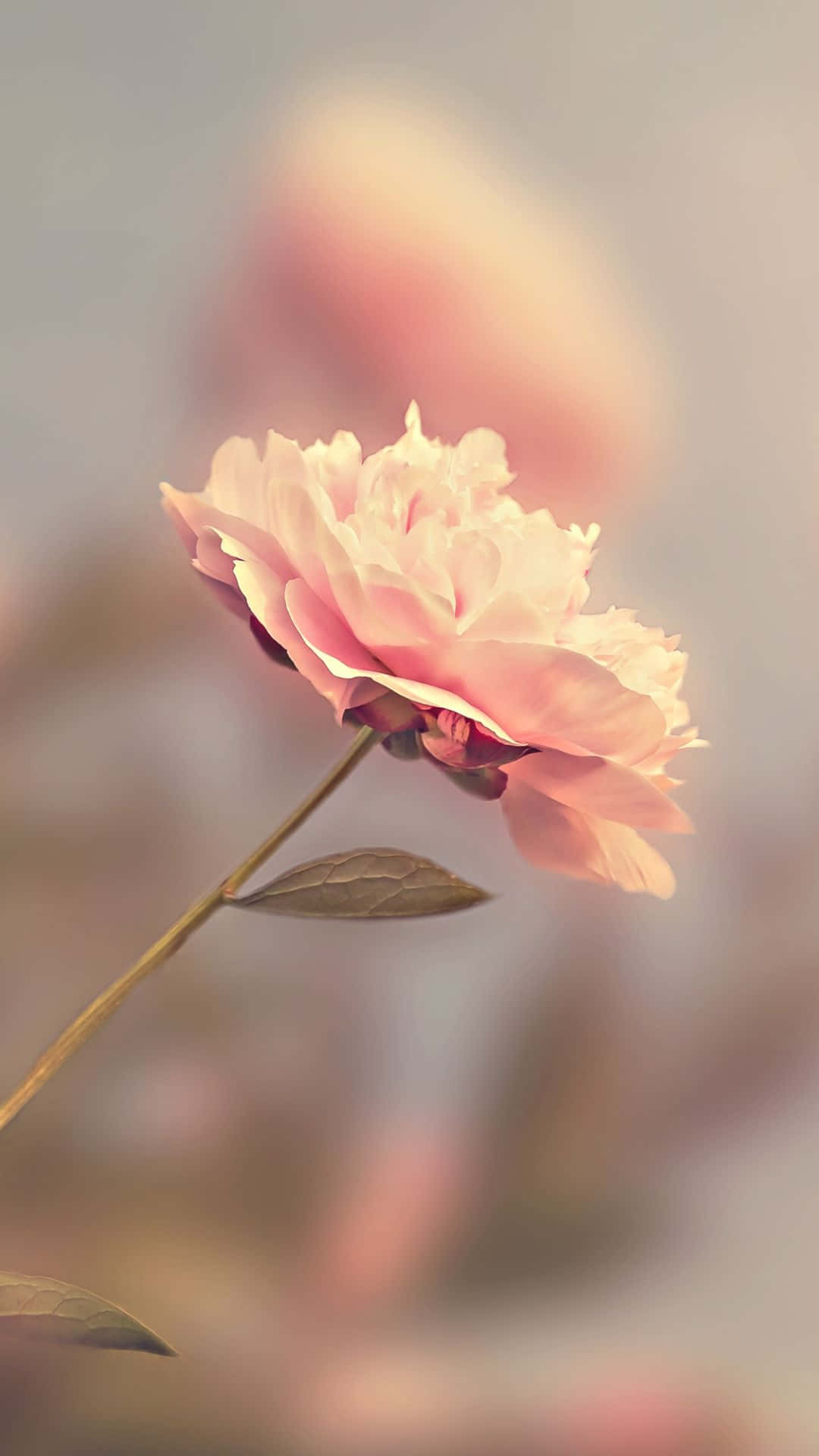 ایچ ڈی گلابی گلاب کا دھندلا اثر وال پیپر