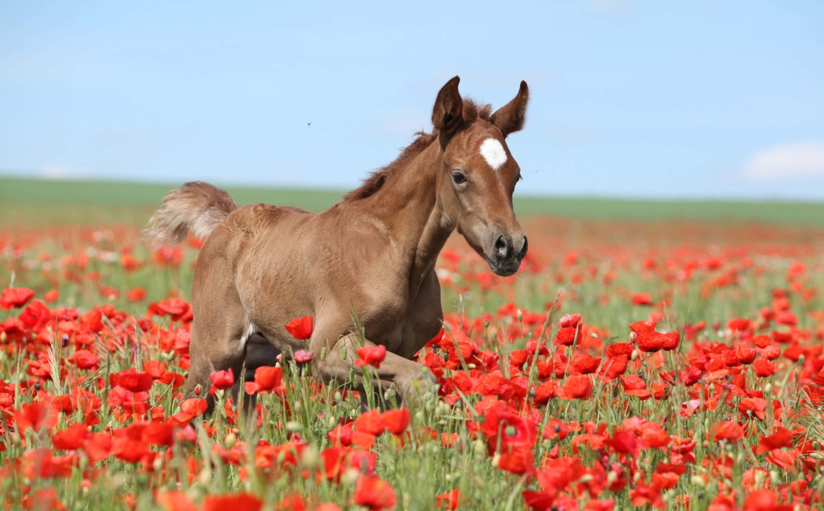 ایک بھورا گھوڑا سرخ پھولوں کے کھیت میں دوڑ رہا ہے وال پیپر