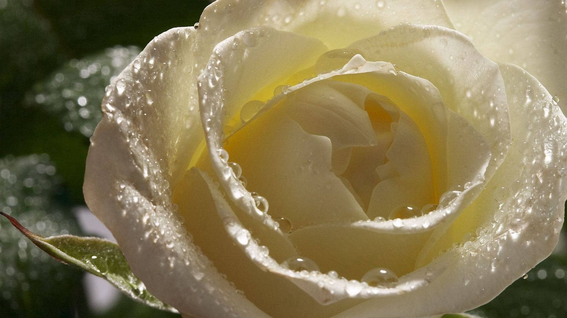 سفید گلاب کے قطرے والی وال پیپر۔