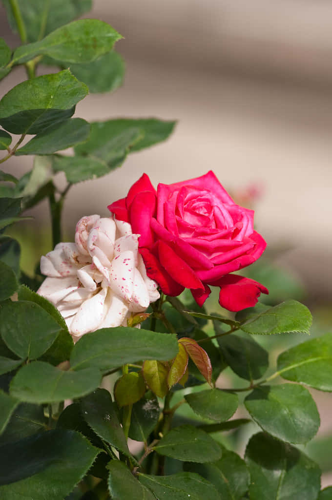 ایک خوبصورت، چمکدار سرخ گلاب۔ وال پیپر