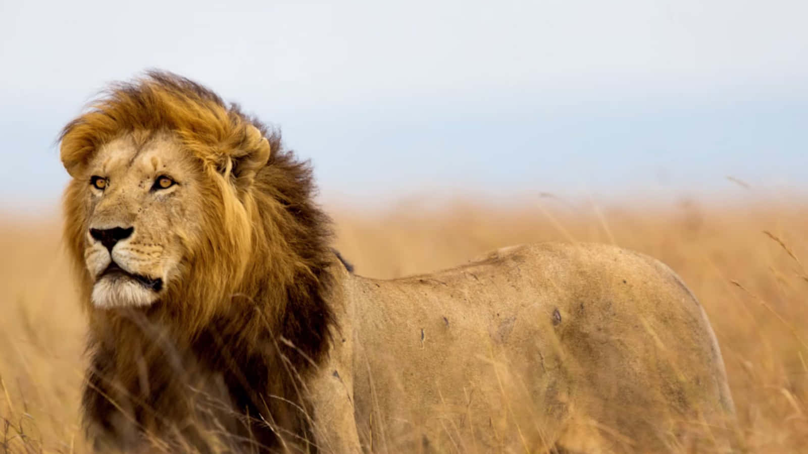 ایک شاندار شیر اپنے علاقے میں فخر سے کھڑا ہے وال پیپر
