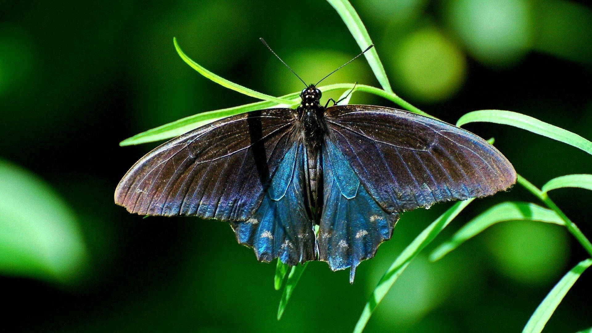 دلکش نیلی اور سیاہ swallowtail تتلی والی وال پیپر