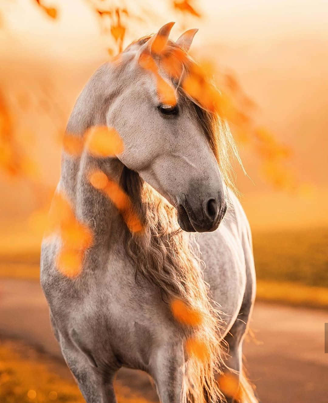 ایک پیارا، دوستانہ گھوڑا جس کی خوبصورت سفید ایال ہے۔ وال پیپر