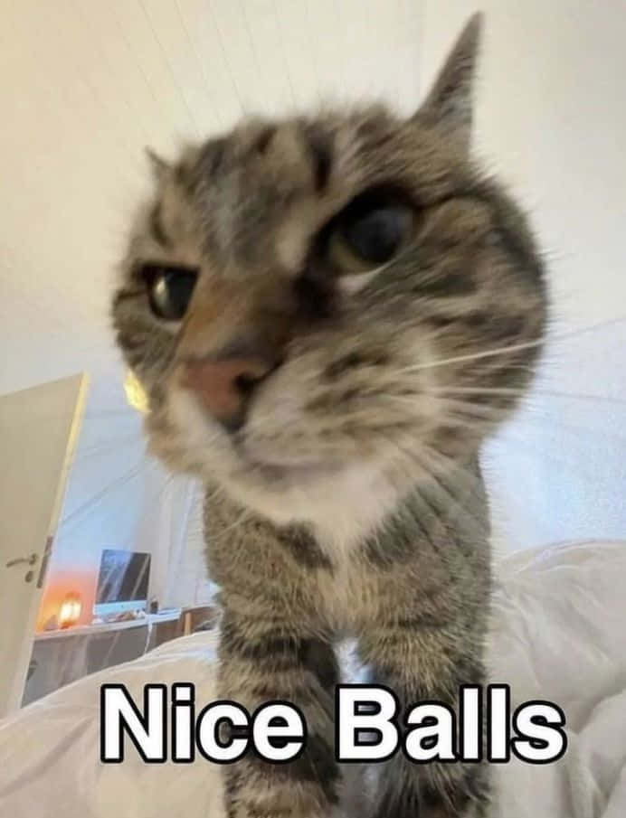 بلی کا مضحکہ خیز میم تصویر جس پر لکھا ہے "نائس بالز" وال پیپر