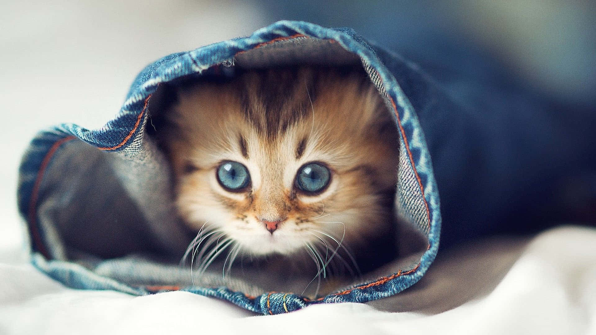 بلی کا پیارا مزاحیہ لمحہ وال پیپر