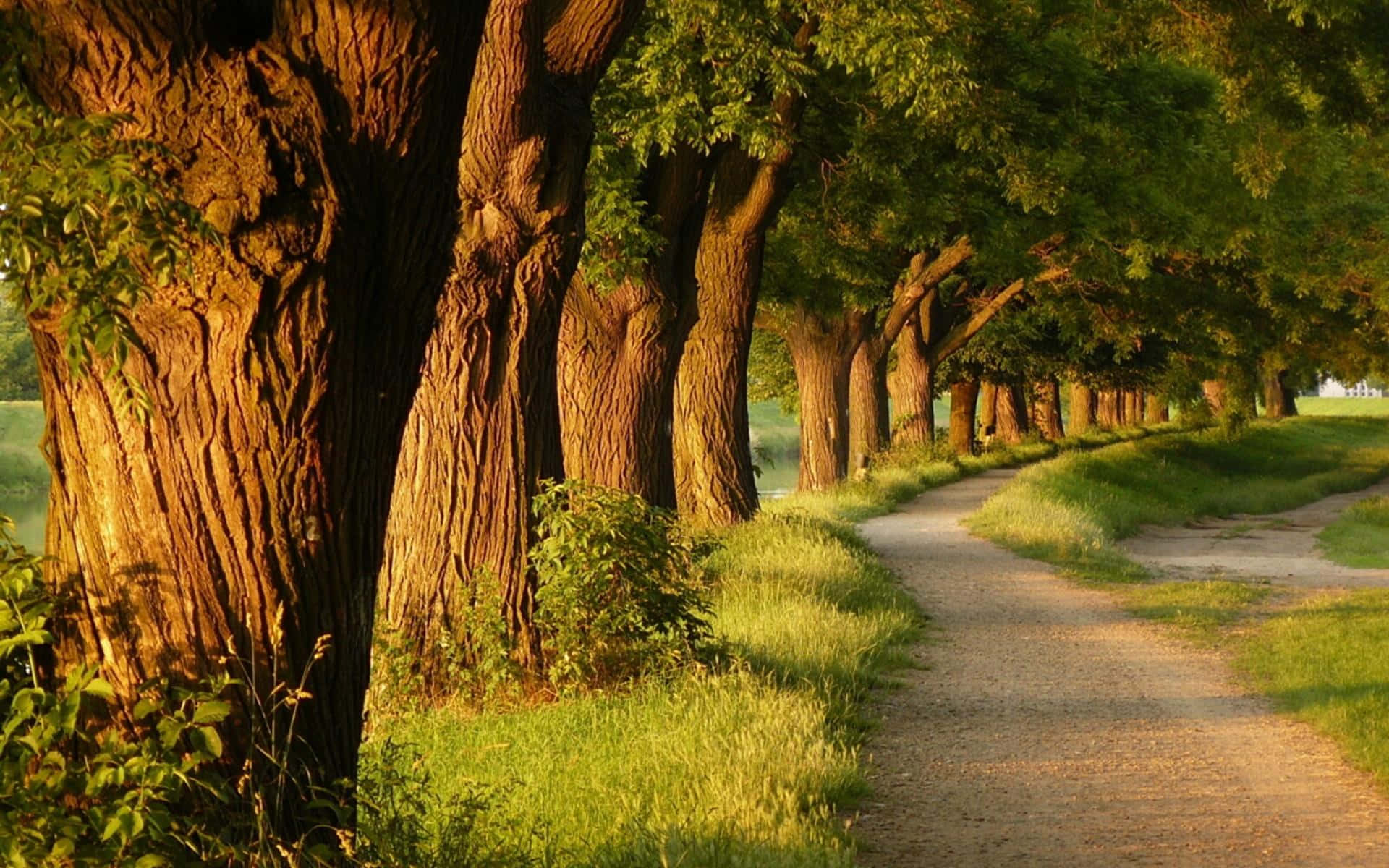 بڑے درختوں کے ساتھ راستہ وال پیپر