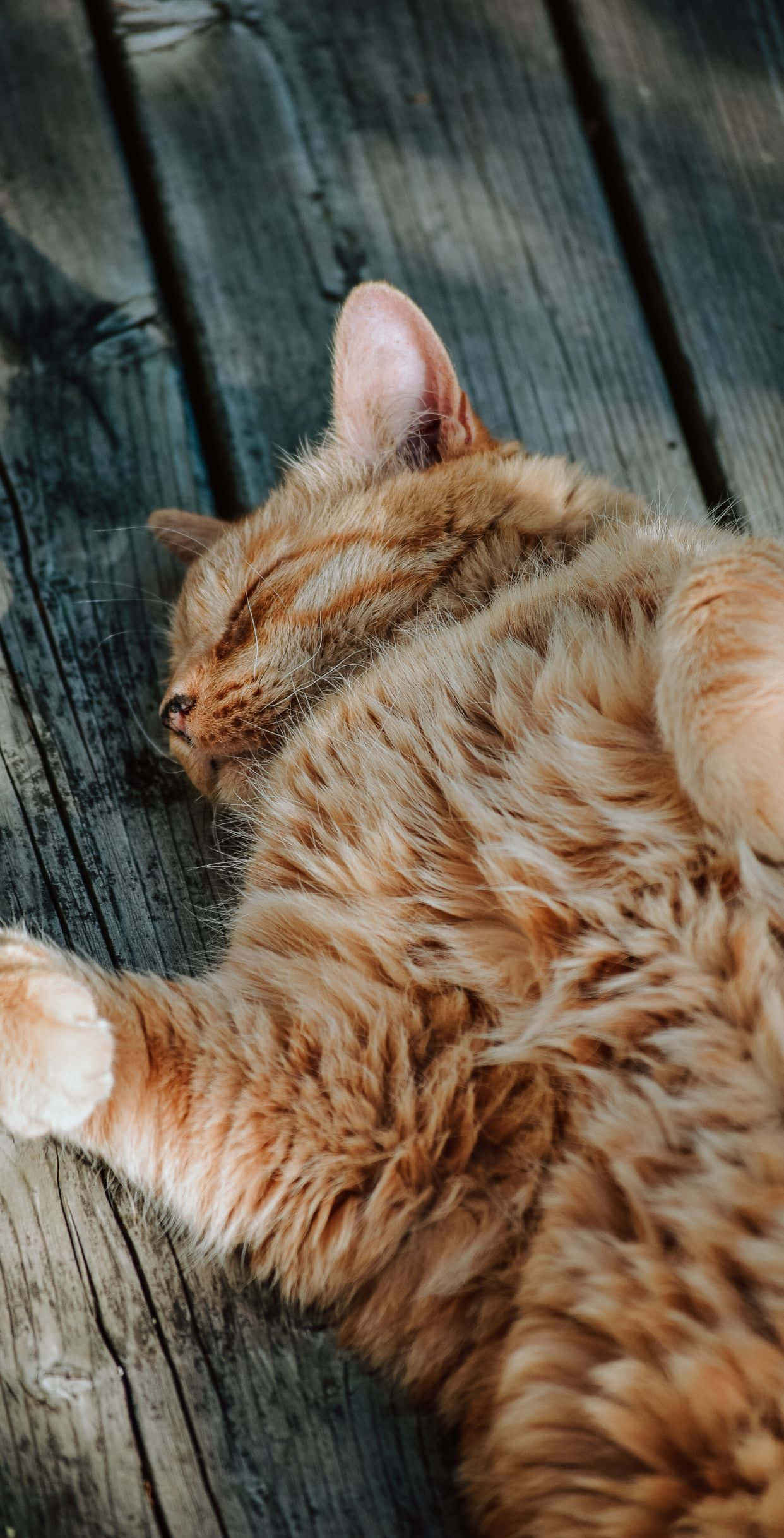 بہادر ادرک بلی کی تصویر وال پیپر
