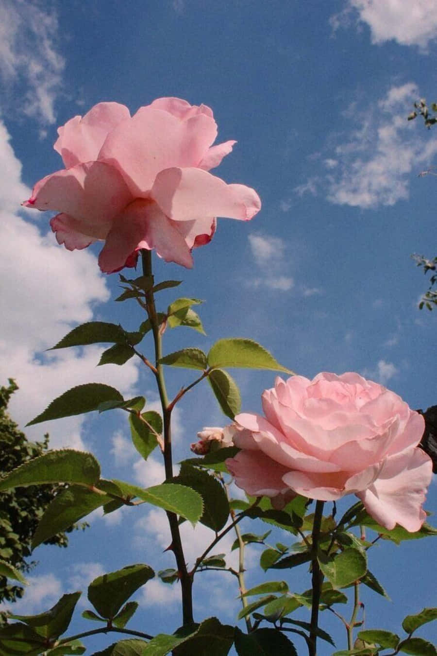 تصویریں ایک جمالیاتی گلابی پھول وال پیپر