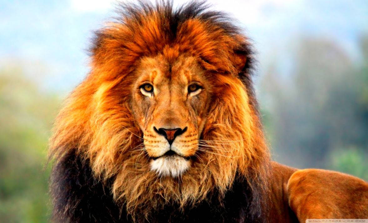 تھری ڈی شیر کا پس منظر شاندار شیر — شیر وال پیپر