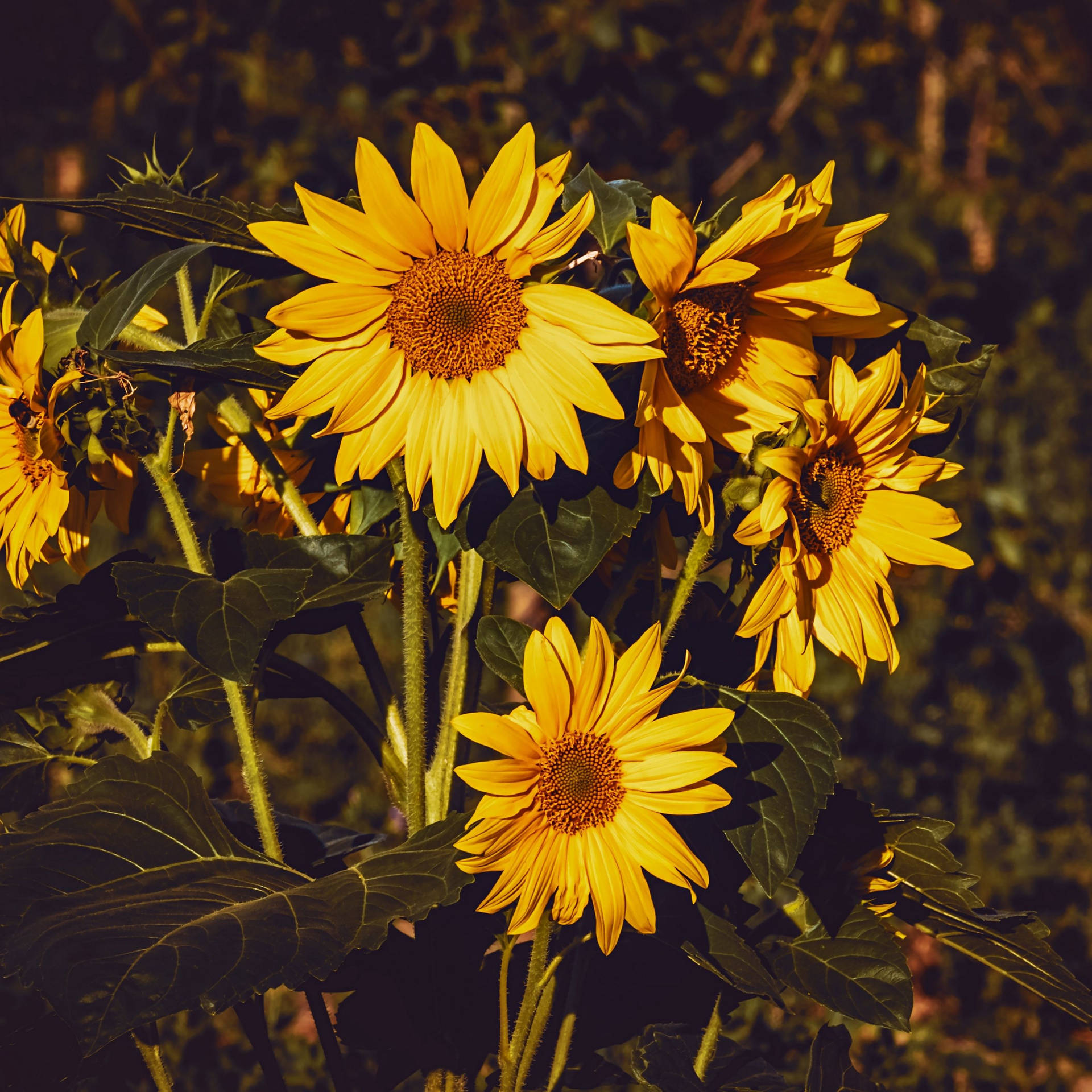 جمالیاتی آئی پیڈ سورج مکھی وال پیپر
