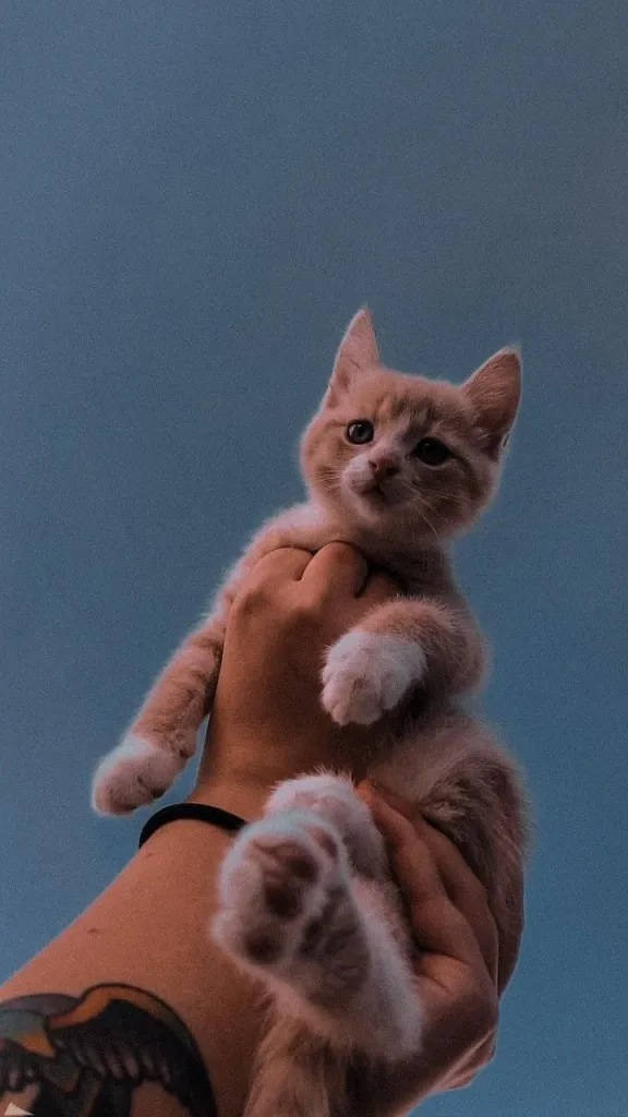 جمالیاتی بھورا بلی کا بچہ آئی فون کے لیے وال پیپر
