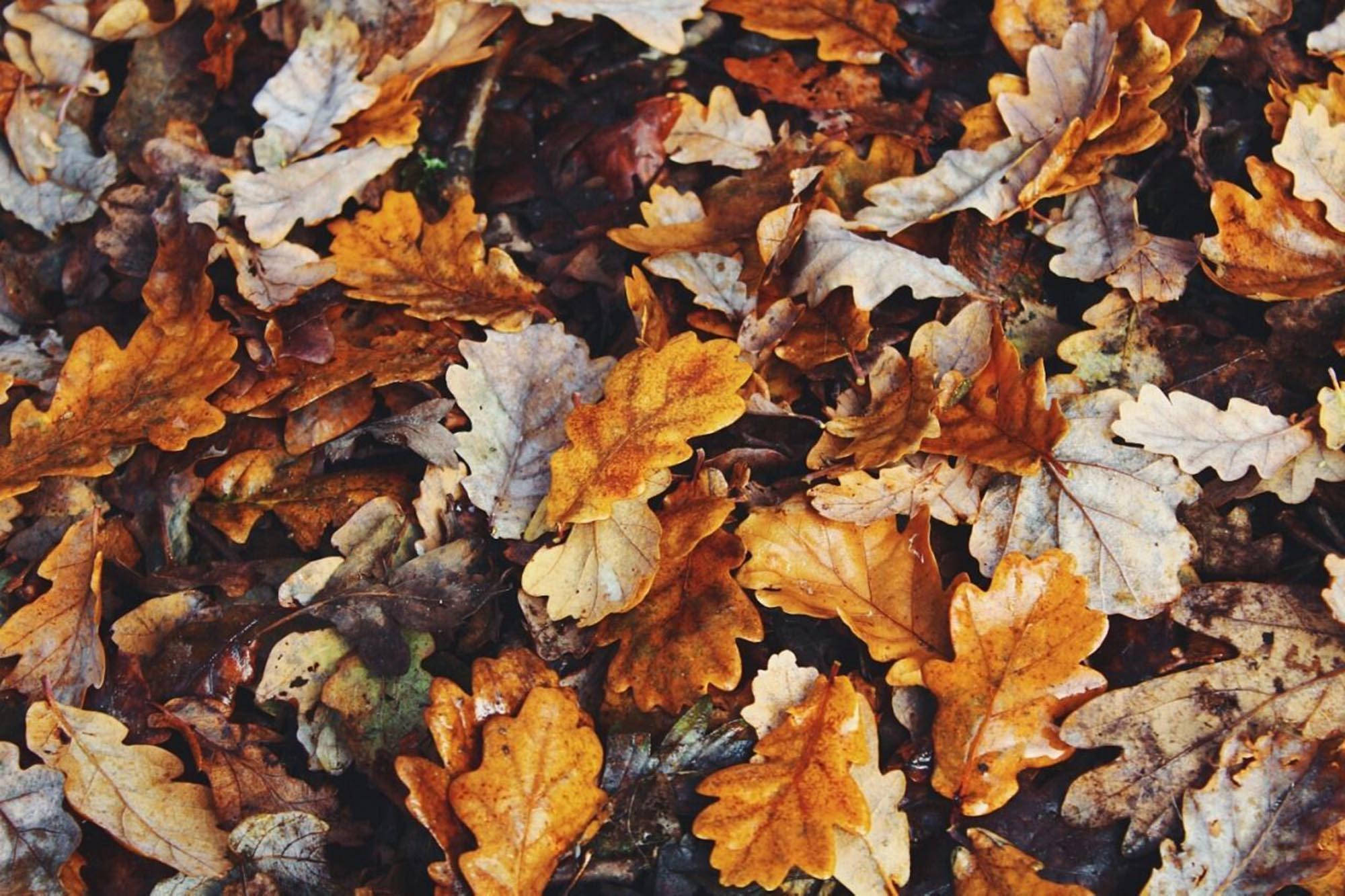 خزاں کی خوبصورت پودوں کی تصویر وال پیپر