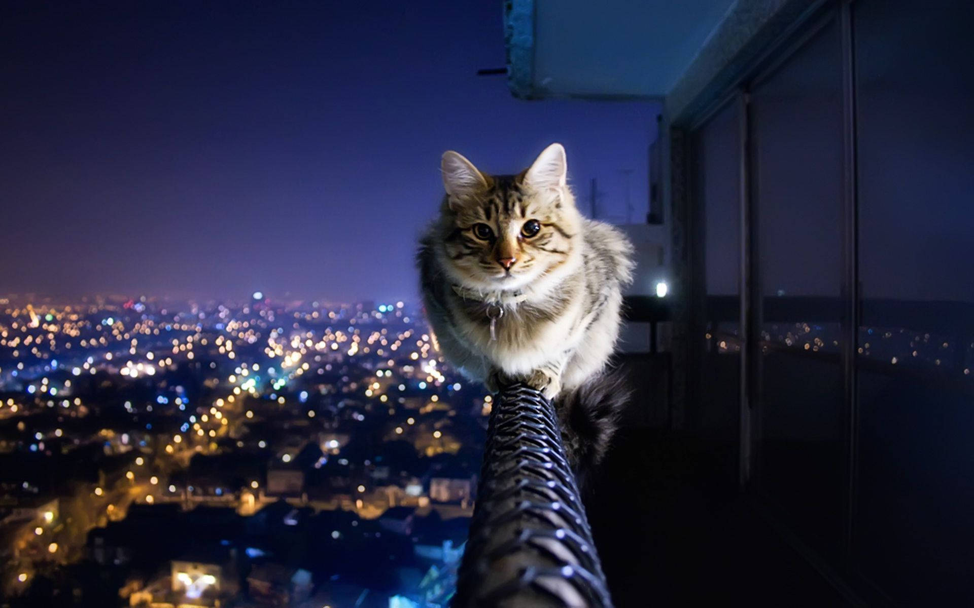 خوبصورت بلی بالکونی میں وال پیپر