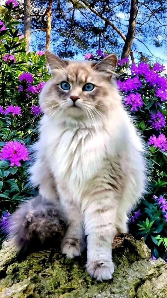 خوبصورت بلی جامنی پھولوں پر تصویر وال پیپر