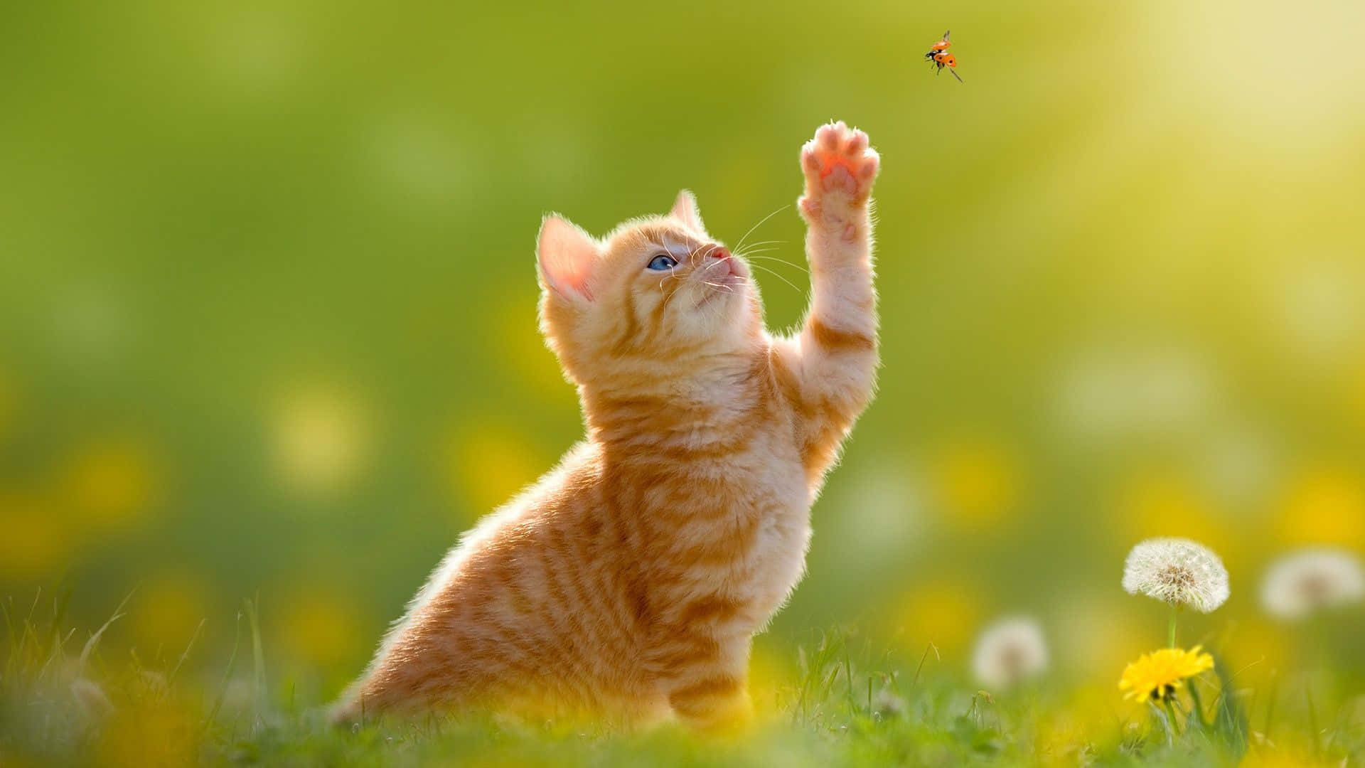خوبصورت ڈیسک ٹاپ جانور — بلی وال پیپر