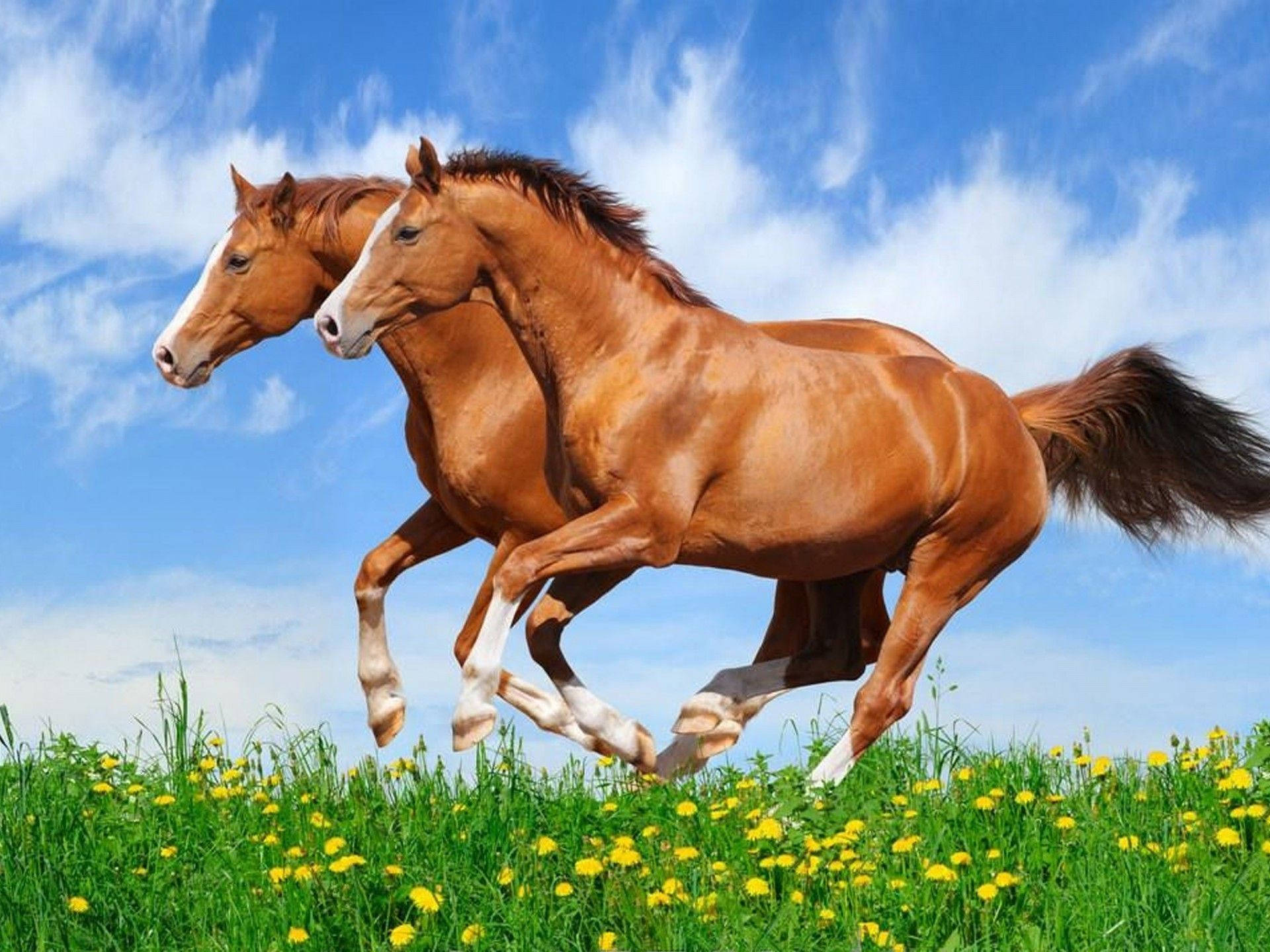خوبصورت گھوڑے ایک ساتھ دوڑ رہے ہیں وال پیپر