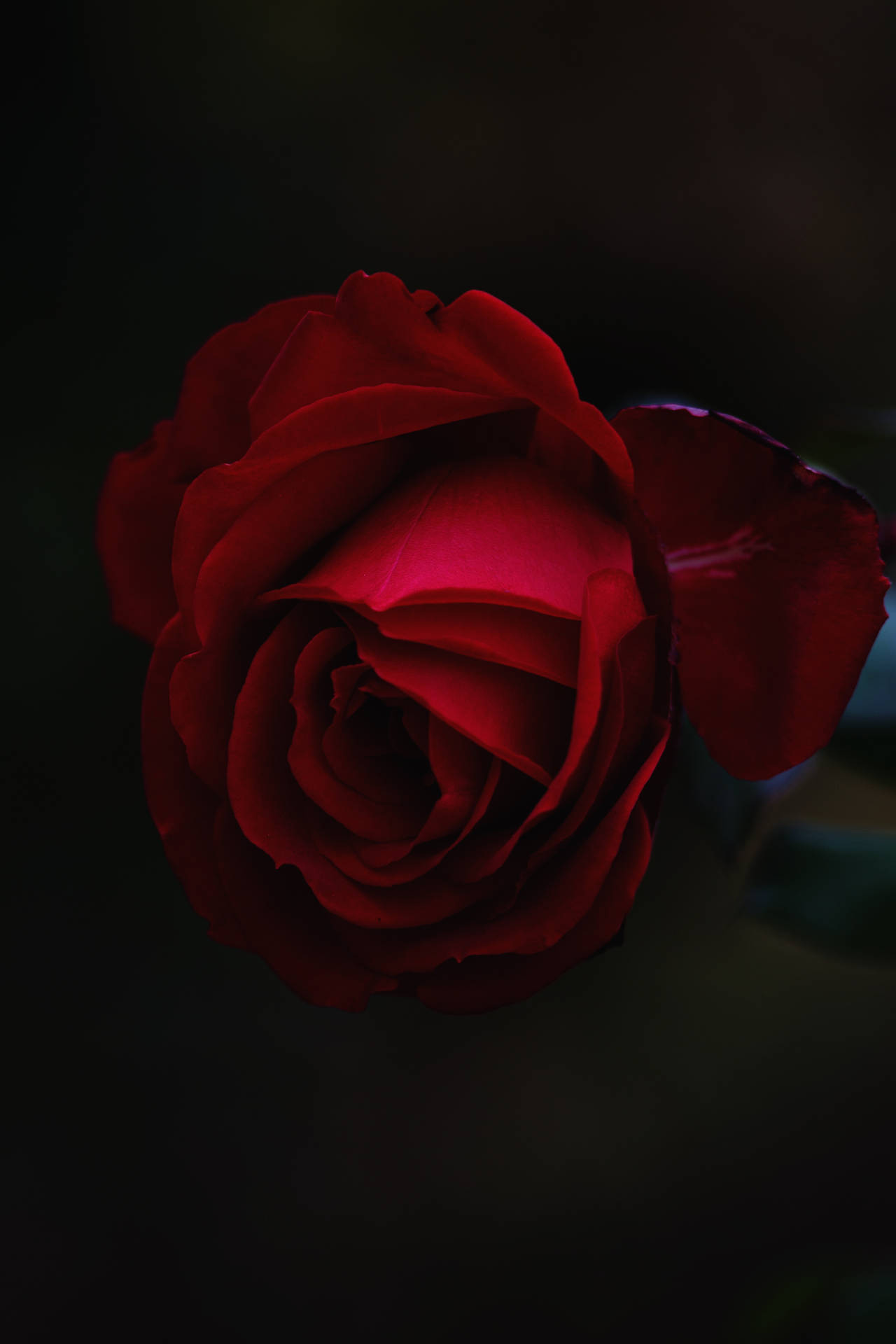 پیش نظارہ وال پیپر گلاب، کلی، سرخ