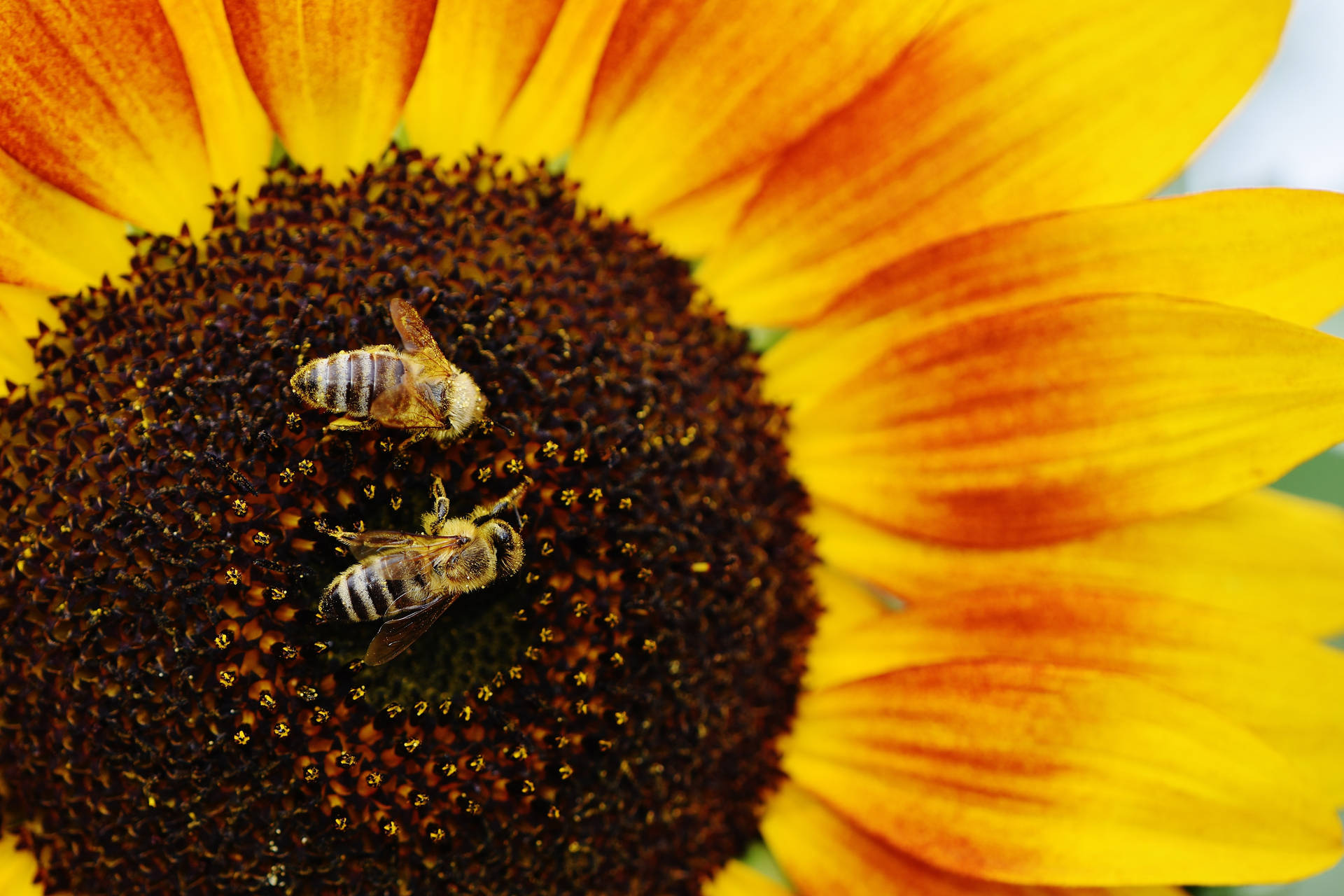 بڑا سورج مکھی جس کے مرکز میں جرگن کے لیے شہد کی مکھیاں ہیں، گرمیوں کا موسم — سورج مکھی وال پیپر