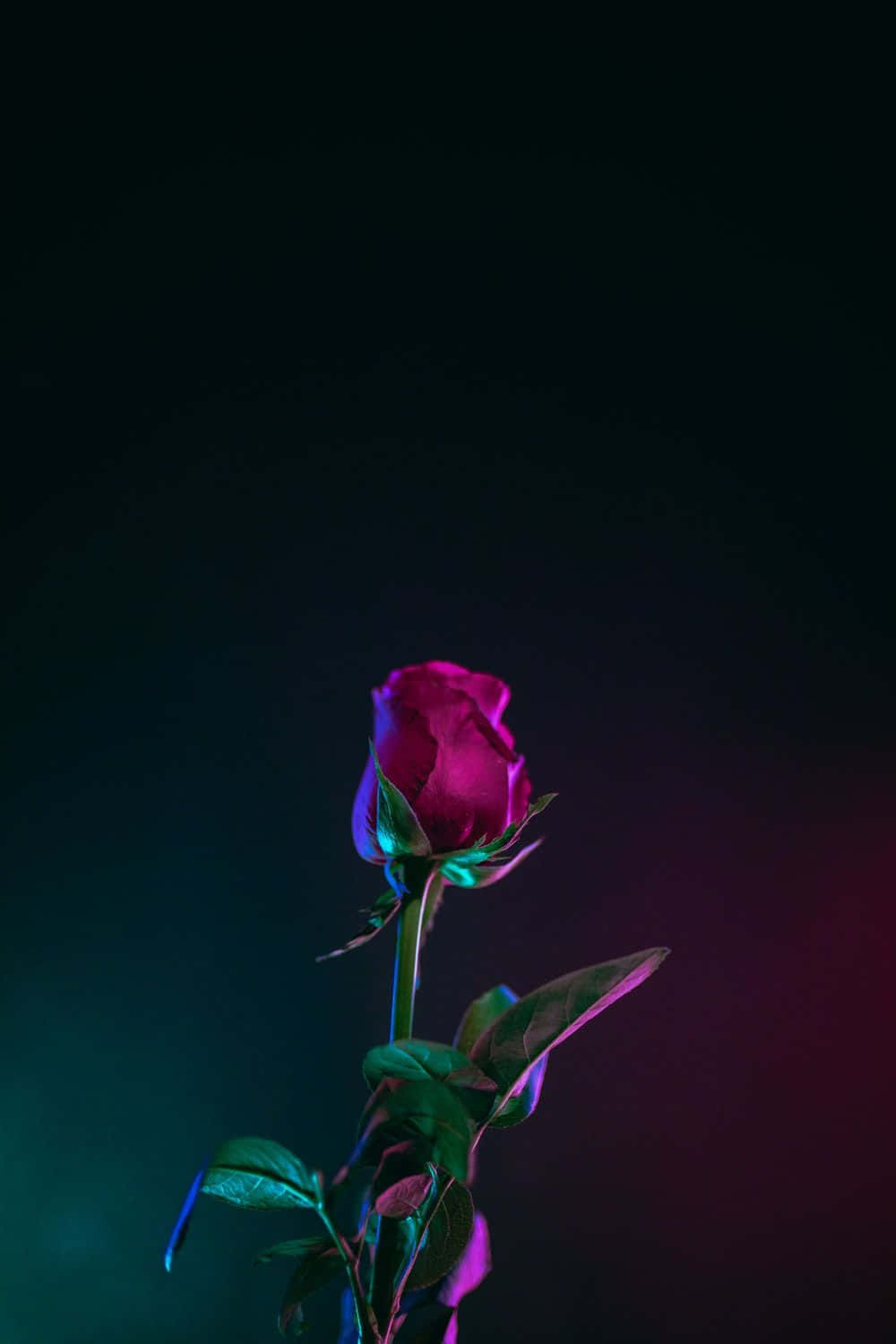 ریڈ روز بڈ آئی فون ایکس ایس او ایل ای ڈی بیک گراؤنڈ وال پیپر