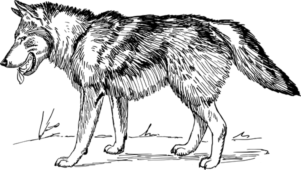 سائے میں شاندار بھیڑیا وال پیپر