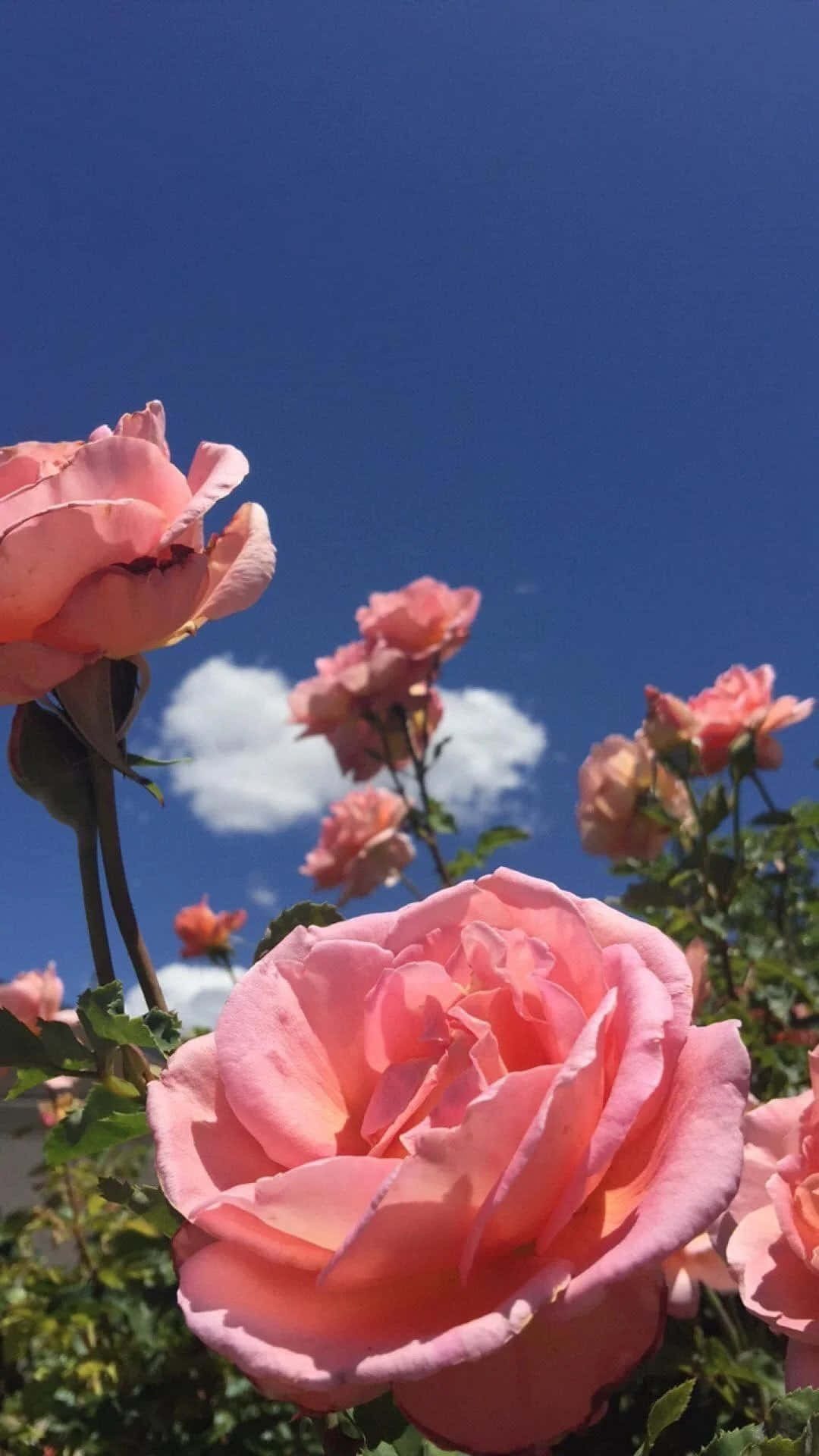 سادہ جمالیاتی پھول وال پیپر