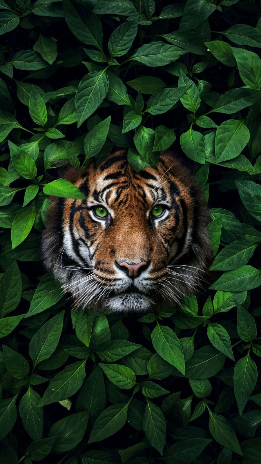 سبز آنکھوں والا شیر جھاڑی میں وال پیپر