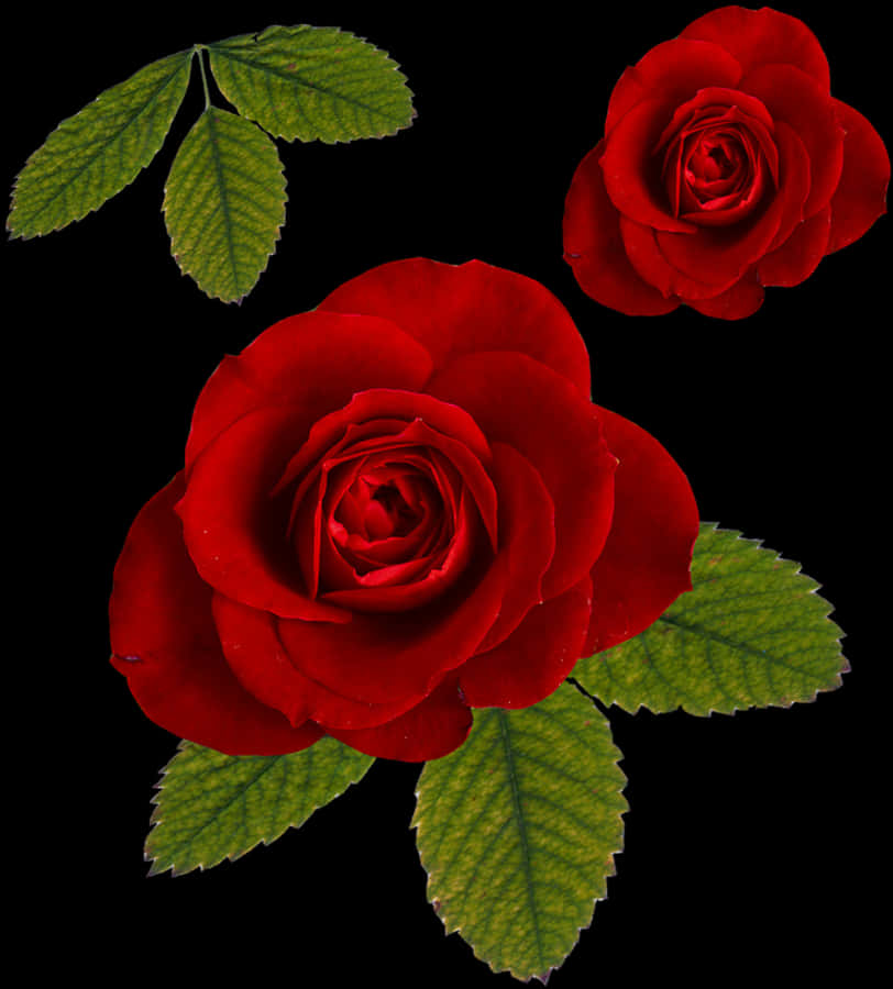 سرخ گلاب سیاہ پس منظر پر وال پیپر