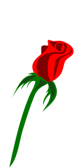 سرخ گلاب سیاہ پس منظر وال پیپر