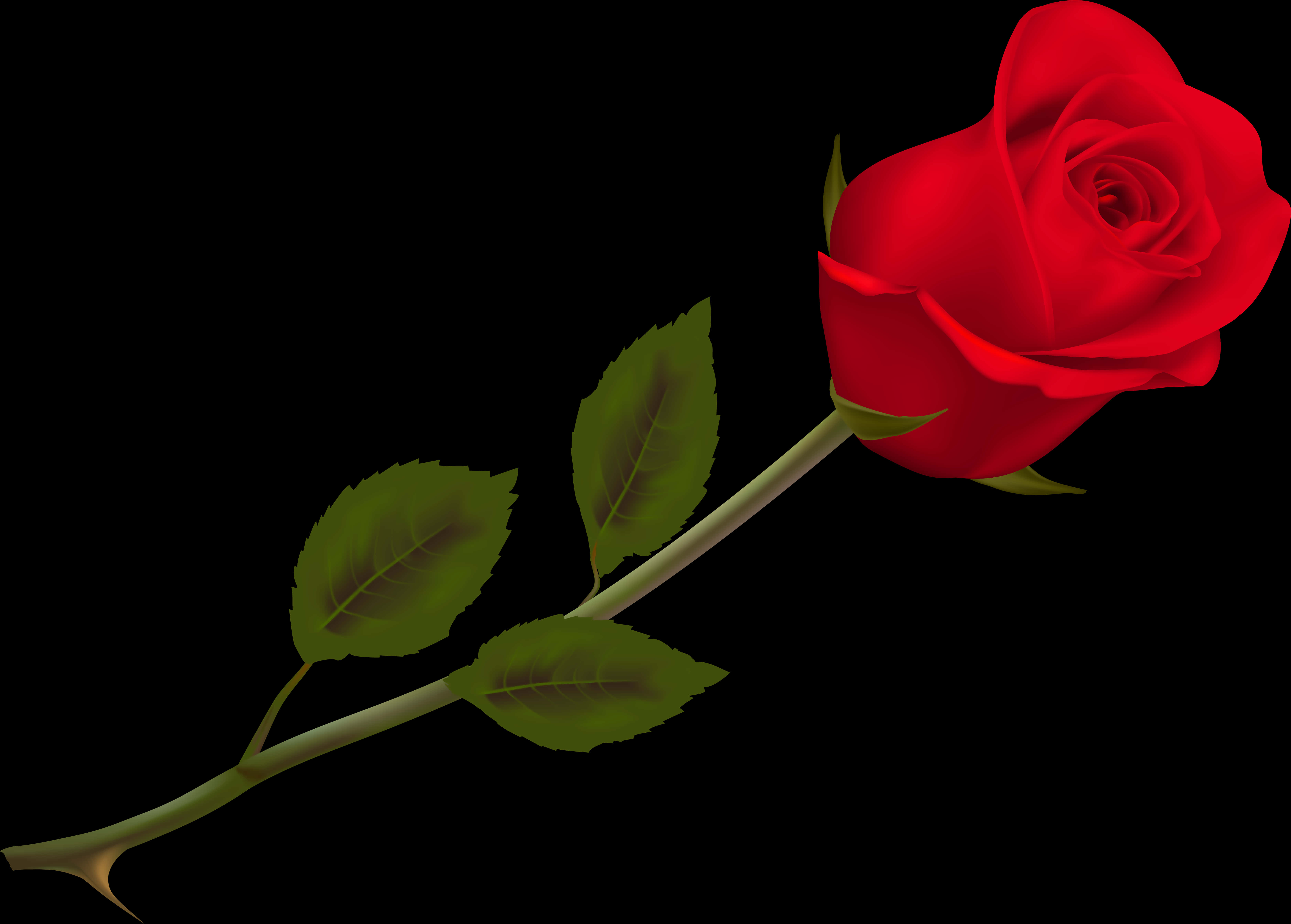 سرخ گلاب سیاہ پس منظر وال پیپر