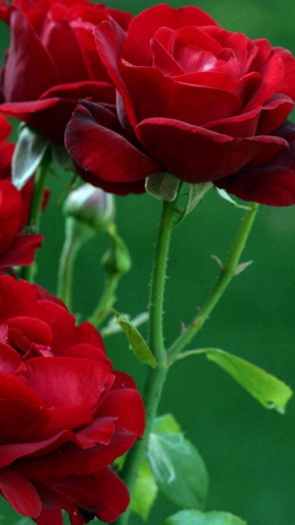 سرخ گلاب کا پھول آئی فون وال پیپر