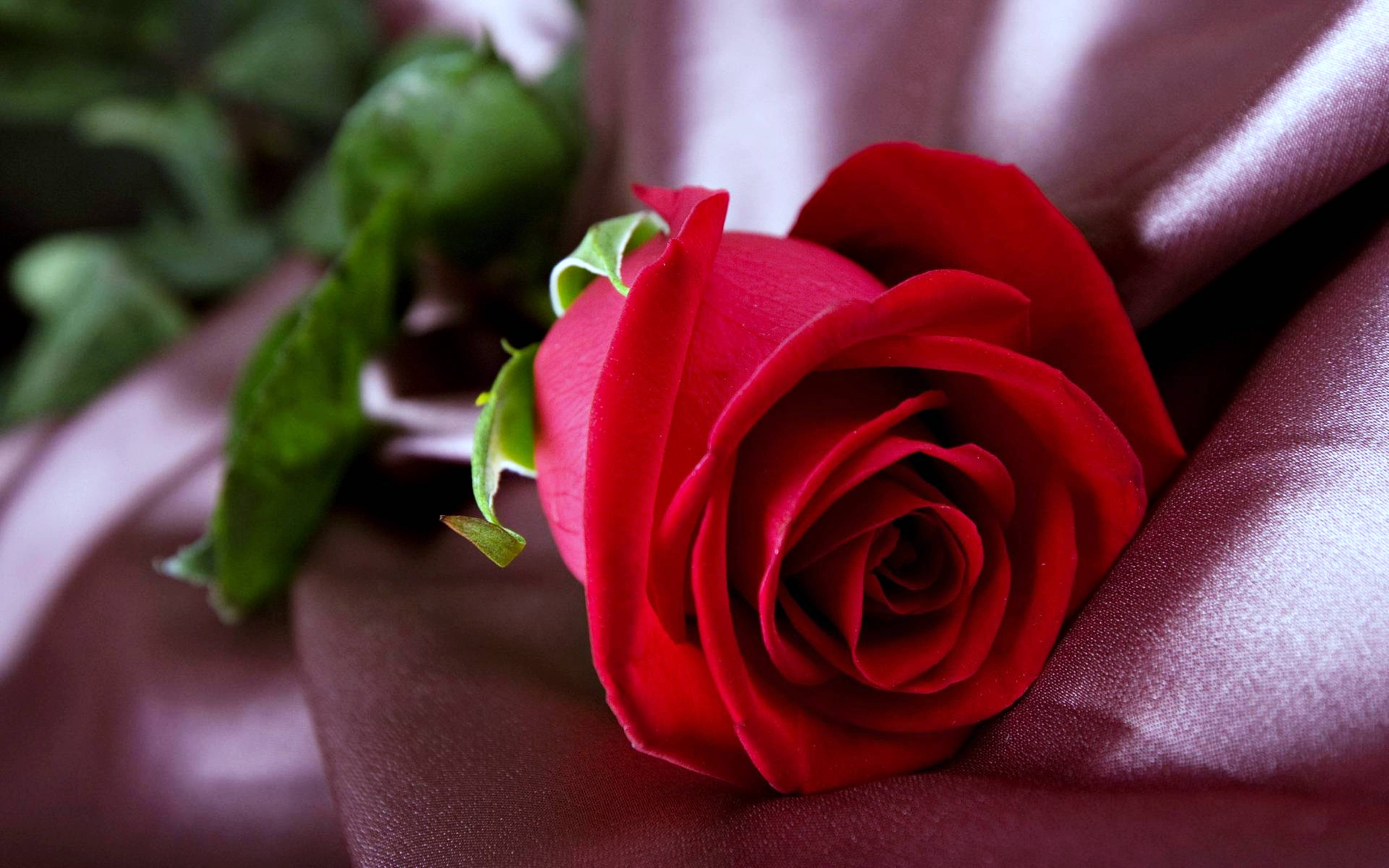 سرخ گلاب کپڑے پر وال پیپر