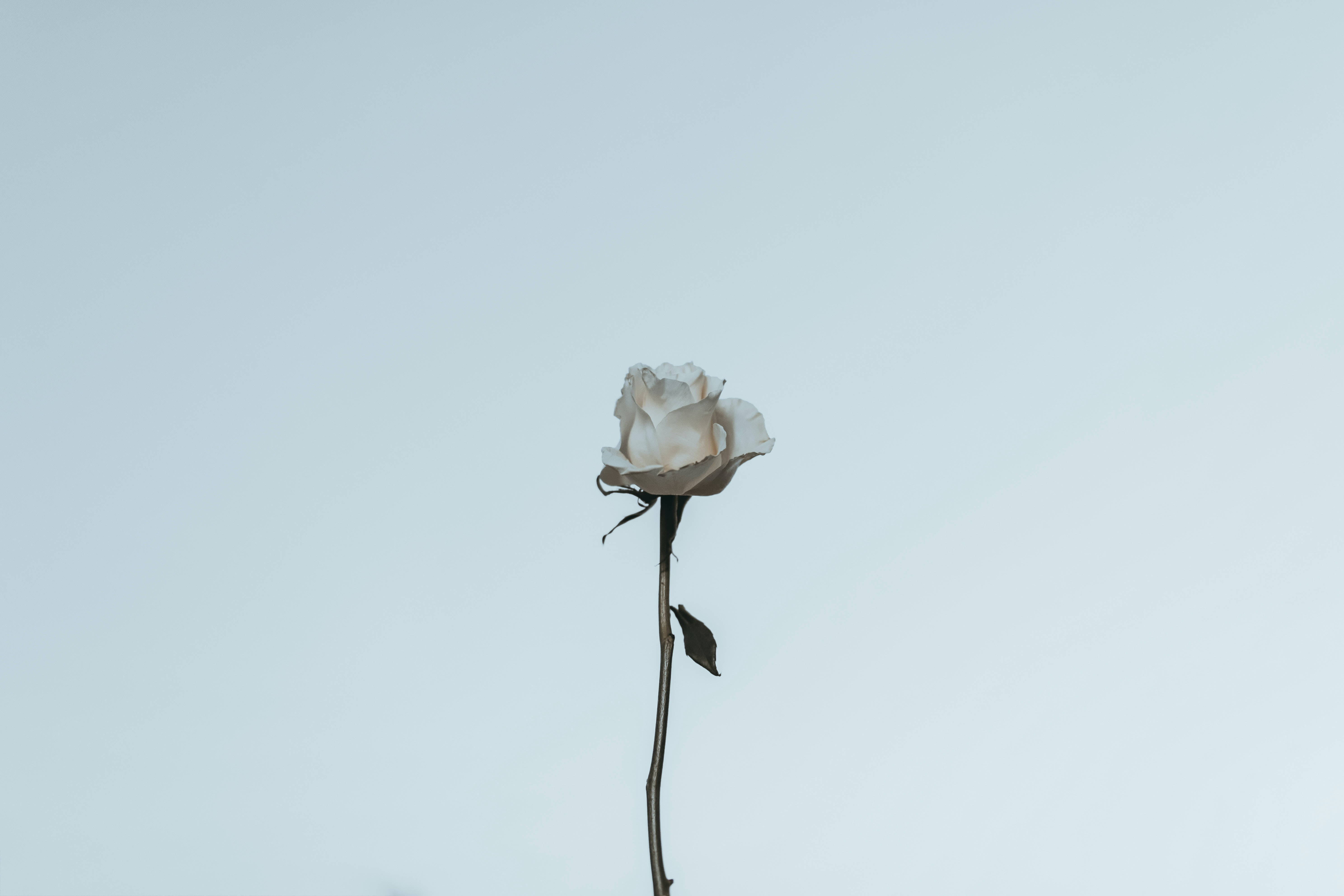 سفید گلاب کی جمالیات وال پیپر