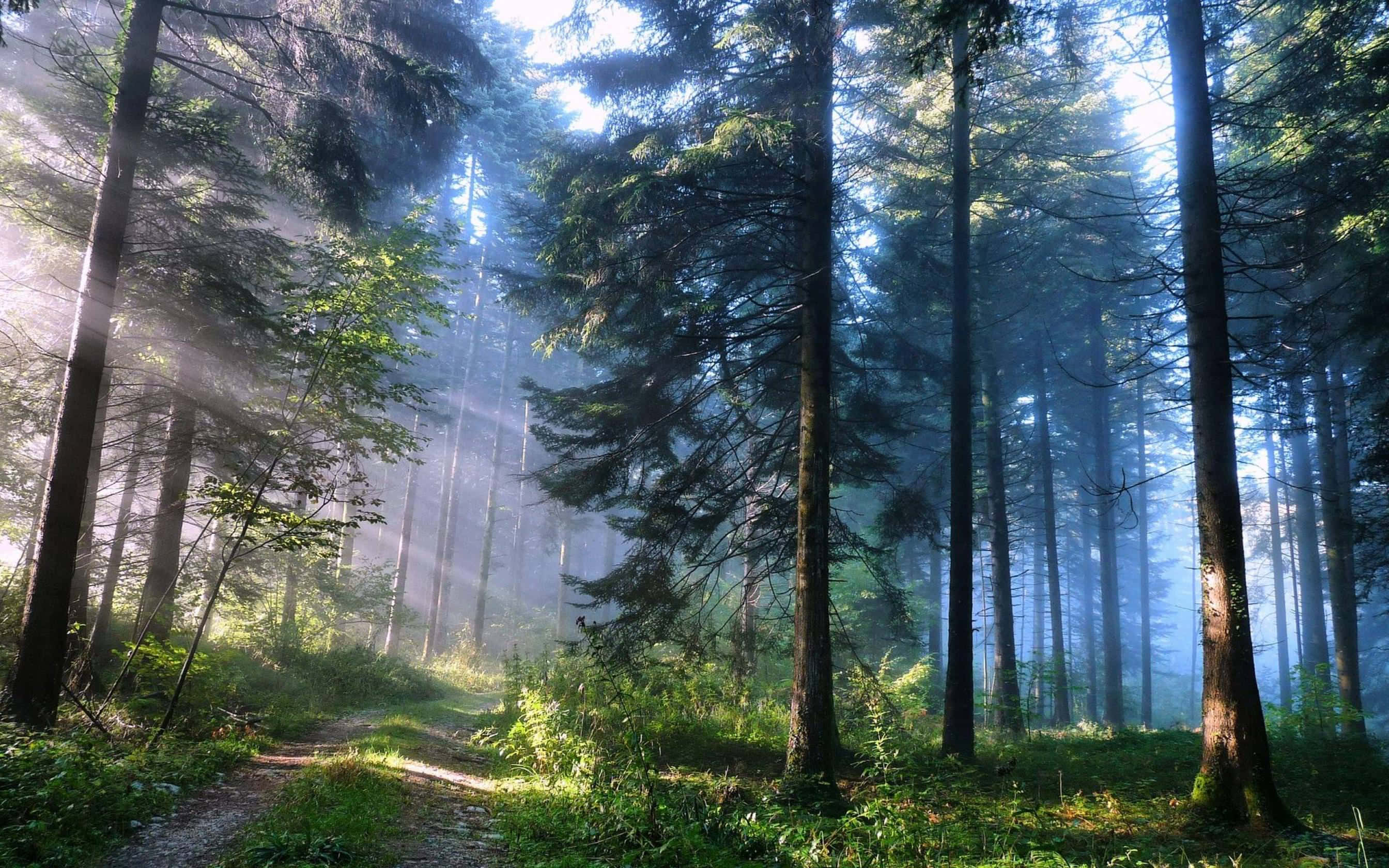 سورج کی روشنی درختوں کے درمیان چمکتی ہوئی جنگل وال پیپر