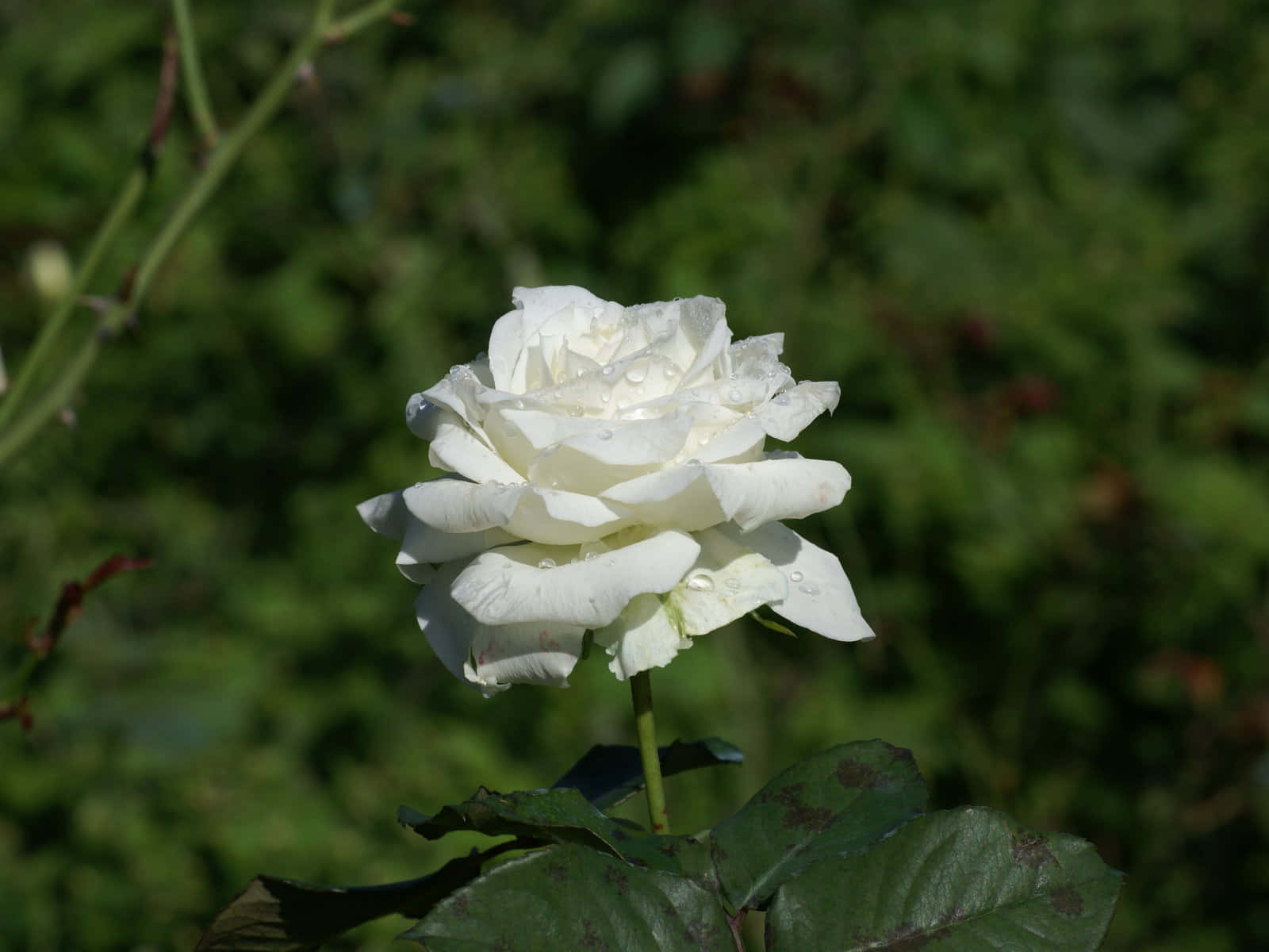 سورج کی روشنی میں سفید گلاب کی تصاویر وال پیپر