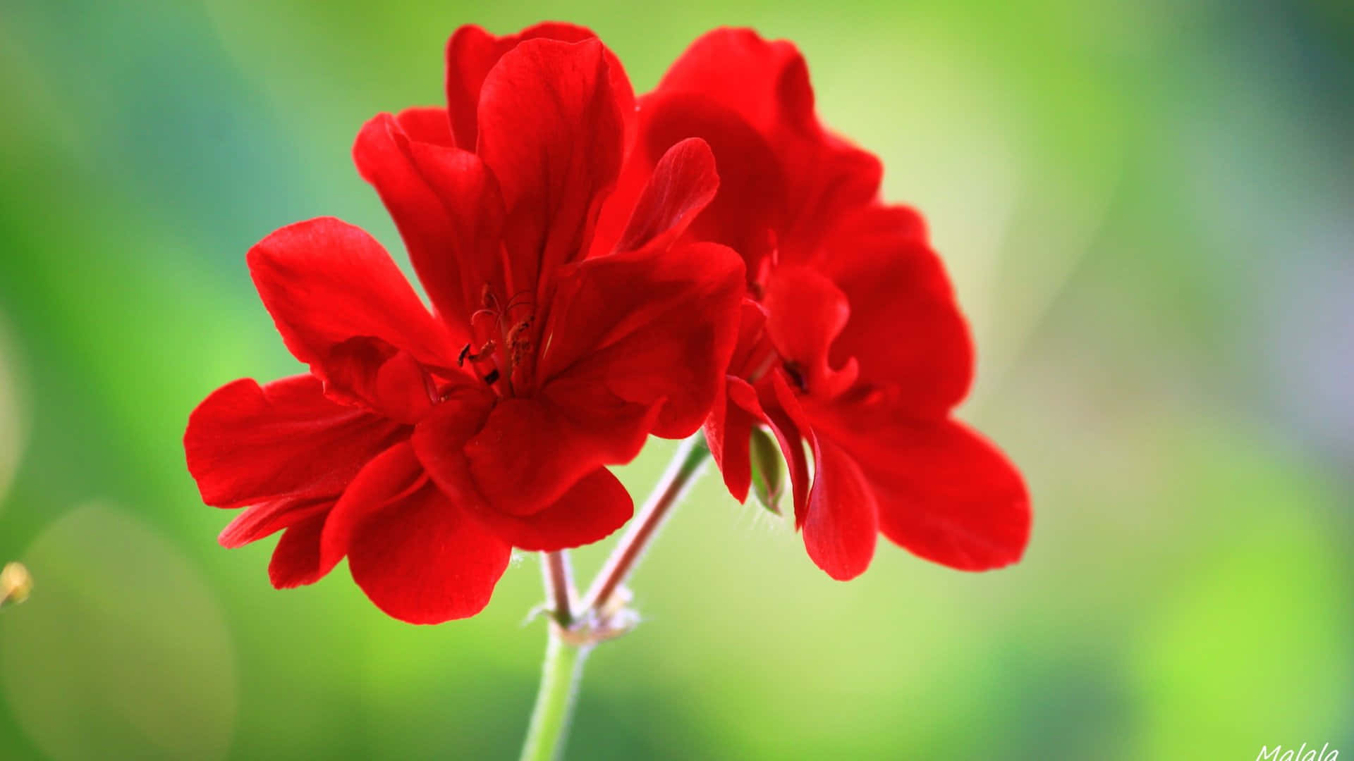 سورج کی روشنی میں چمکتے ہوئے خوبصورت پھول وال پیپر