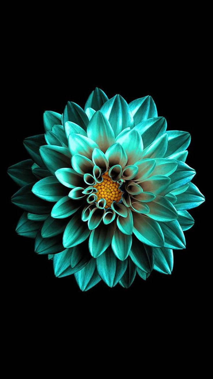 سیاہ AMOLED زمرد کا پھول وال پیپر