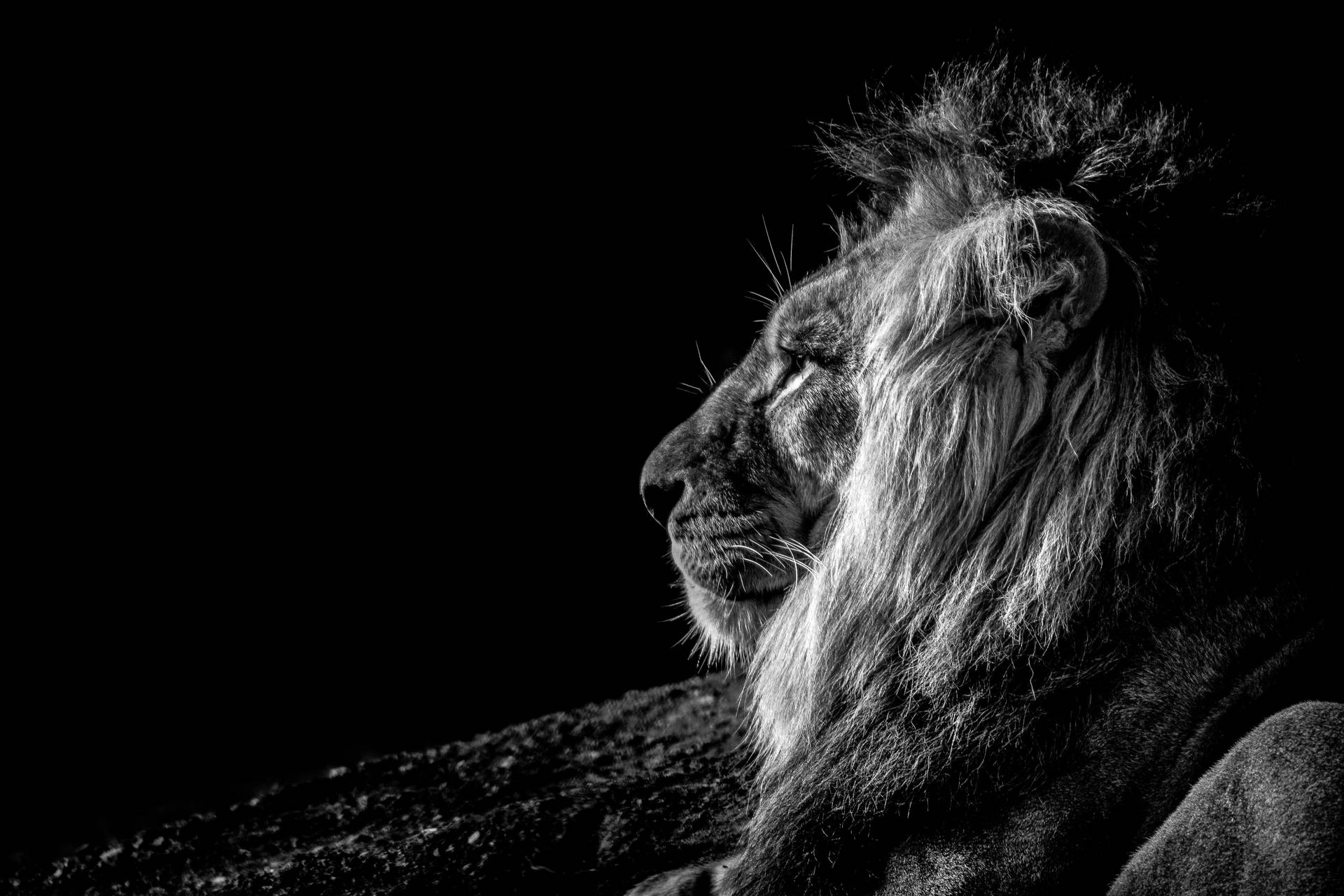 سیاہ اور سفید شیر ڈیسک ٹاپ — شیر وال پیپر