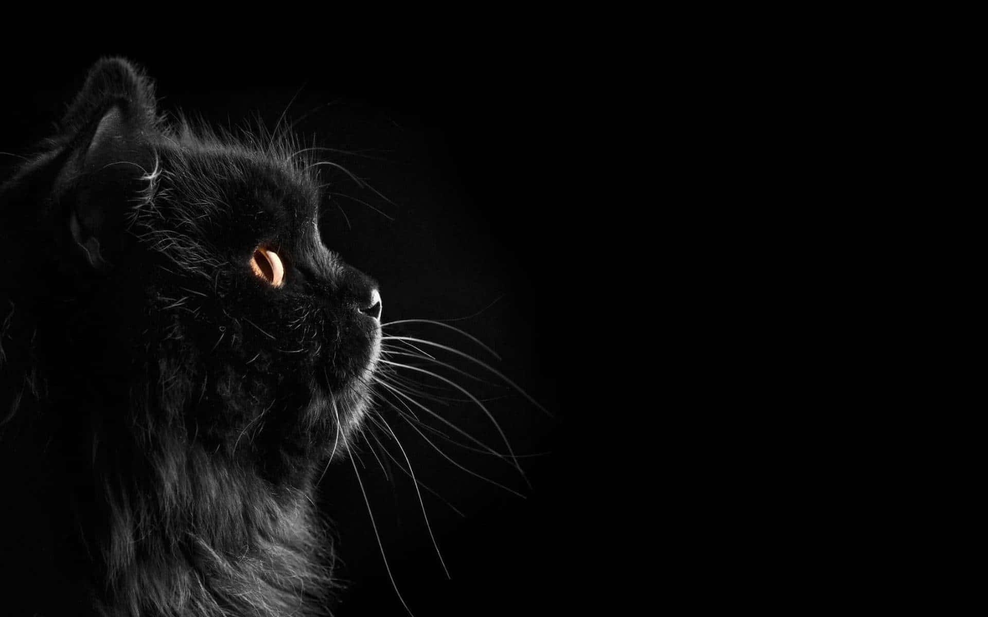 سیاہ رنگ کا پیارا پھول دار بلی وال پیپر