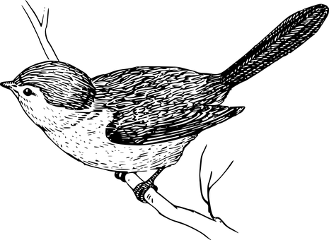 سیاہ سلیوٹ پرندے کی پرواز وال پیپر