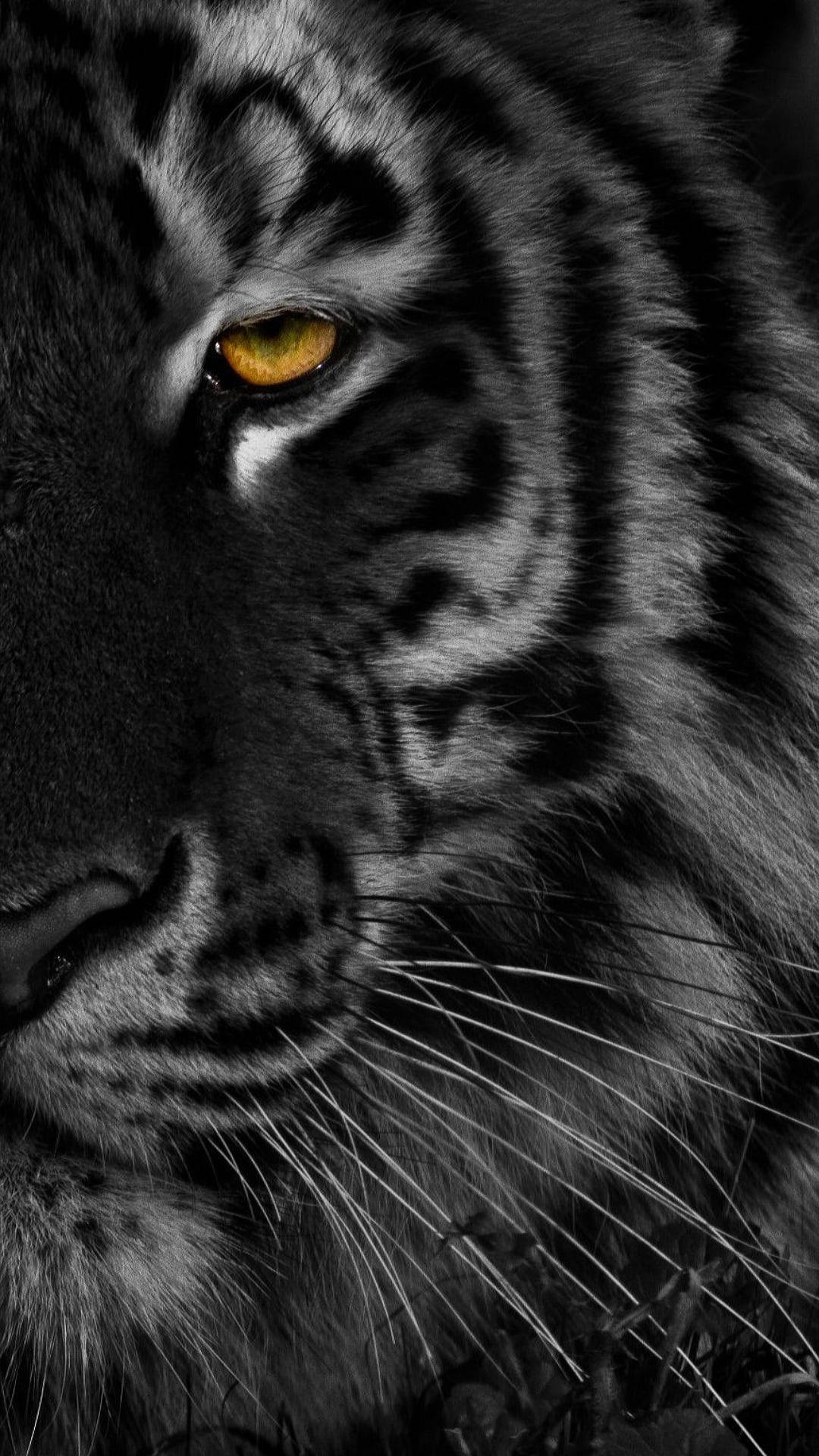 سیاہ شیر کا آدھا چہرہ — چیتا وال پیپر