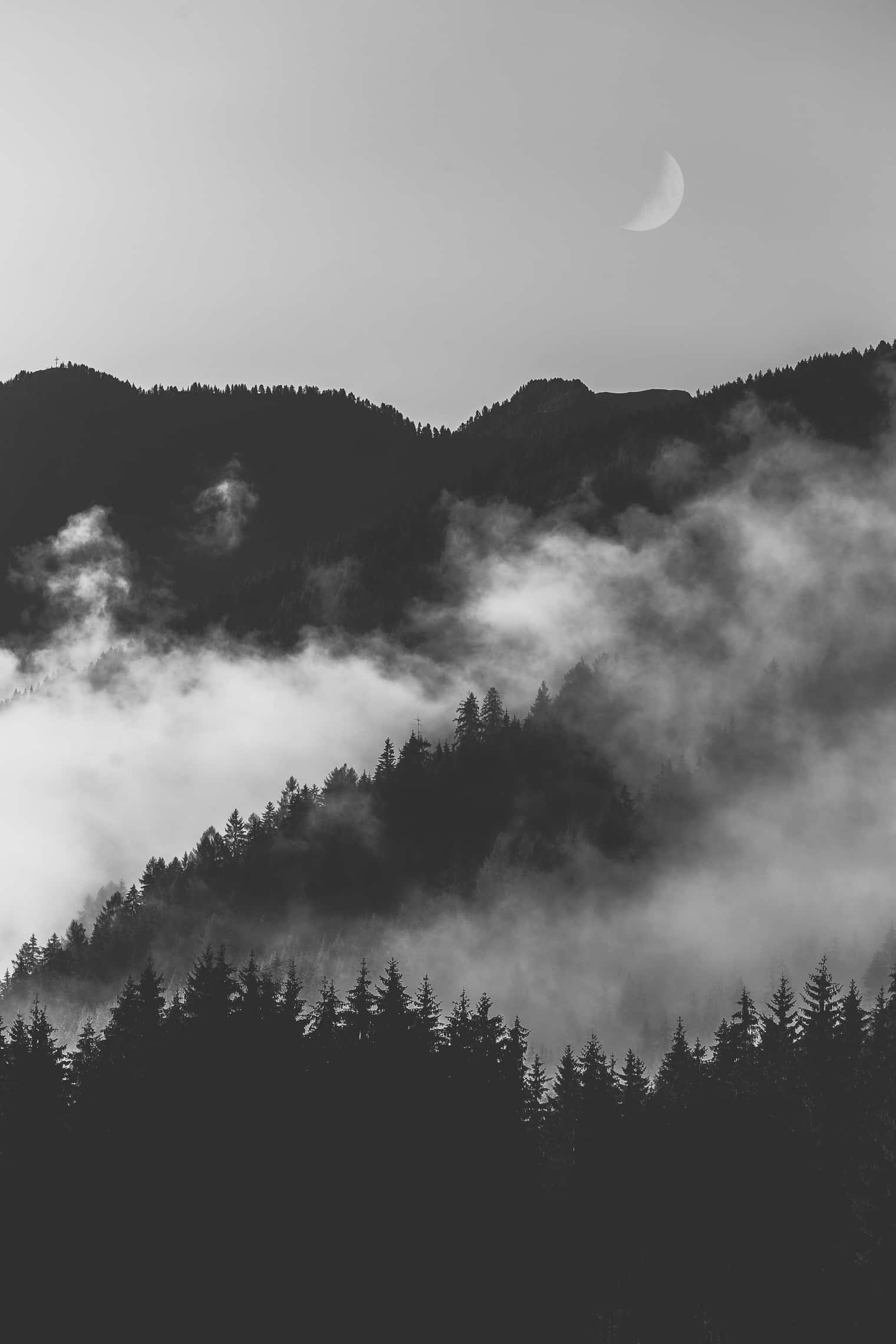 سیاہ و سفید دھندلا اور دھند بھرا جنگل وال پیپر
