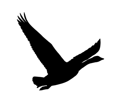 سیاہ پرندے کی اڑان کا سایہ وال پیپر